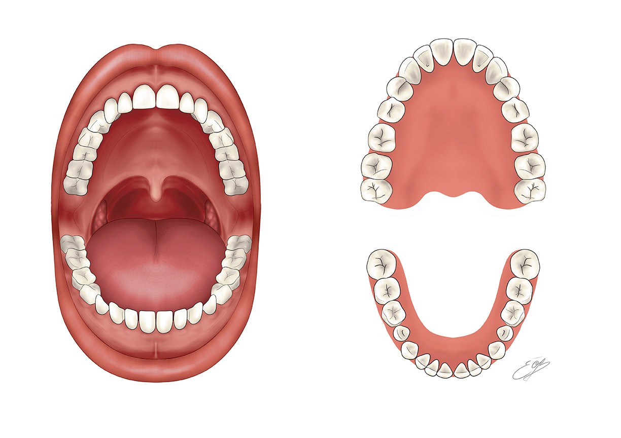 Illustration scientifique de la dentition humaine adulte en noir et blanc par l'illustratrice scientifique Élodie Ouellet-Belleau.