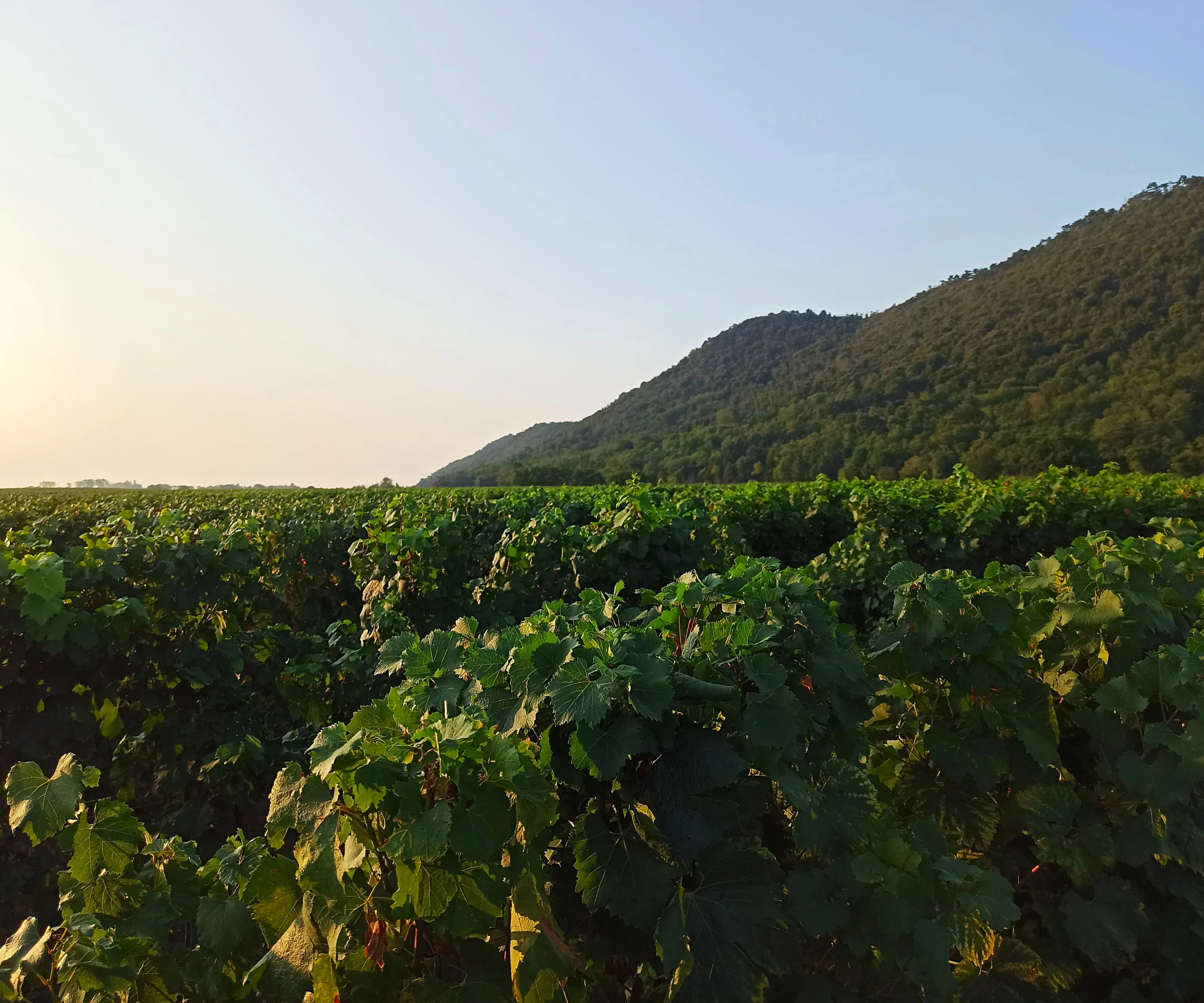 Vigneto in Franciacorta zona Sottomonte