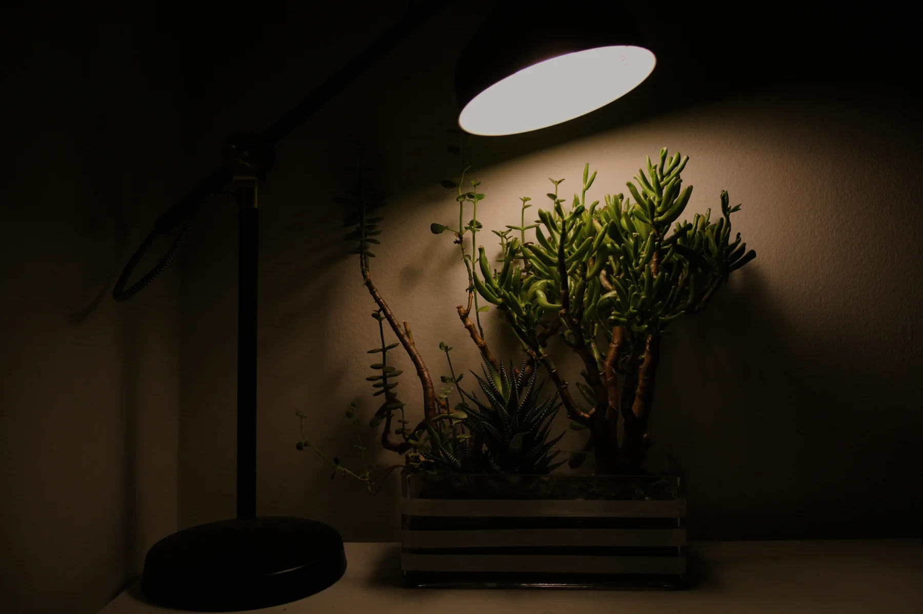 A lamp lighting a small potted plant