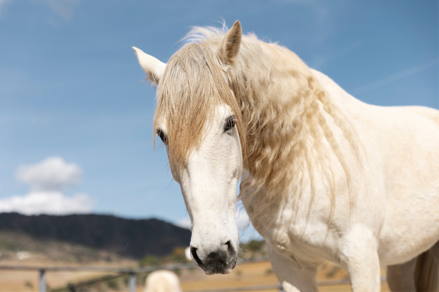 Horses Image