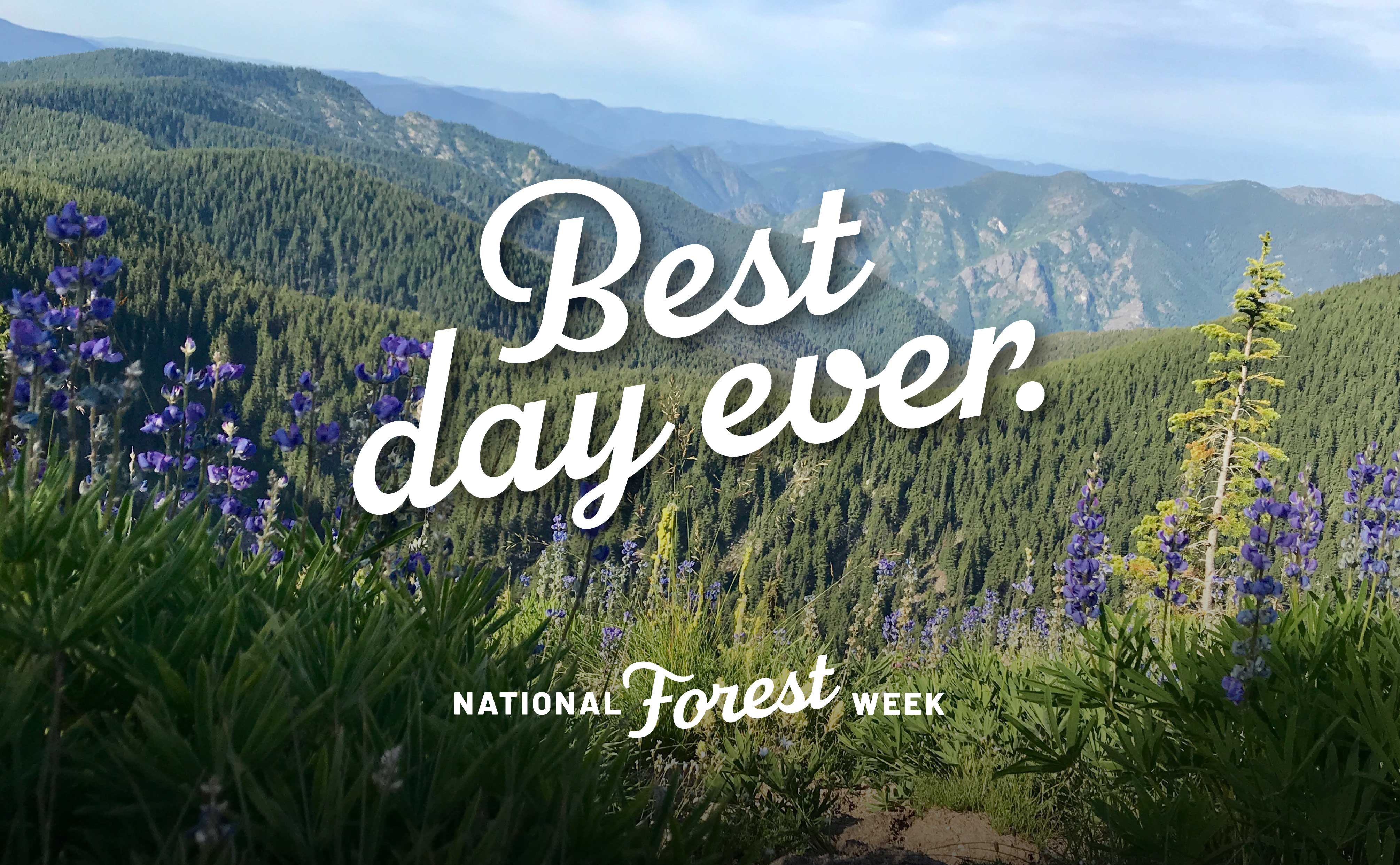 messaging and brand design for national forest week campaign