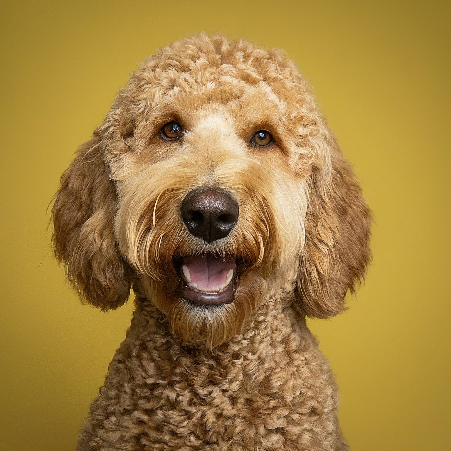 BUDDYUNO, Goldendoodle