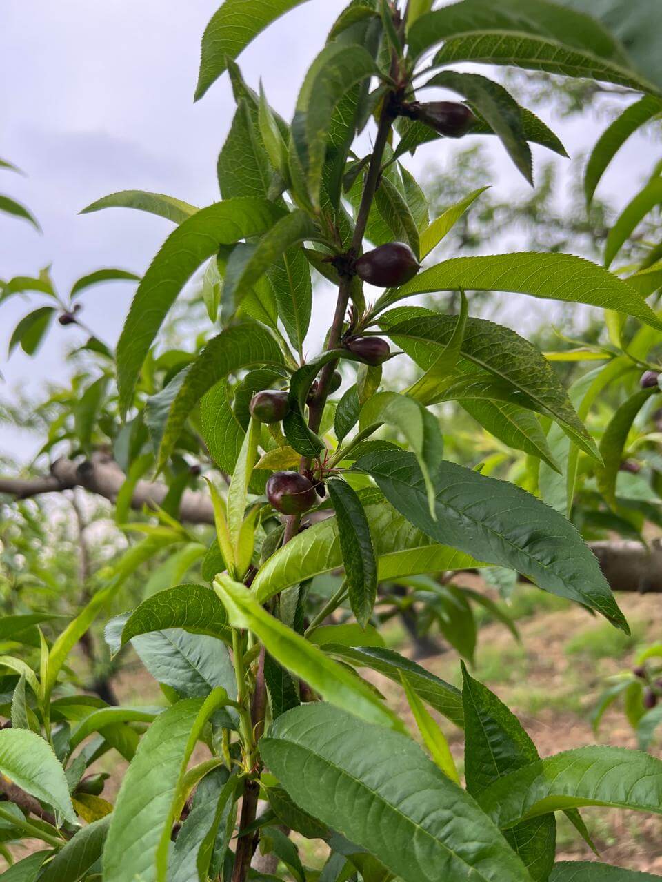 Firm nectarines with smooth skin, direct export from Greece.