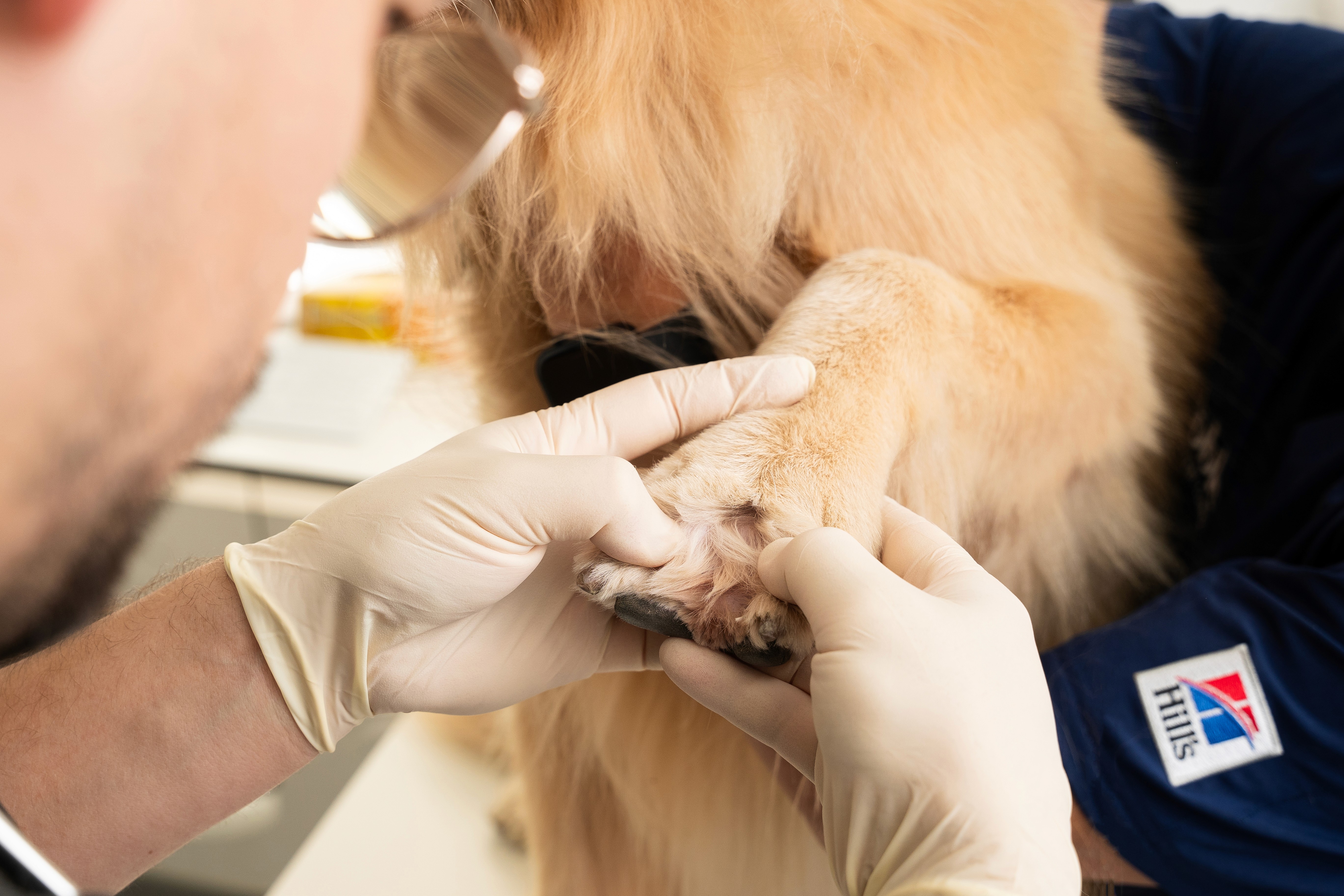 Symptoms of Skin Papillomas in Dogs