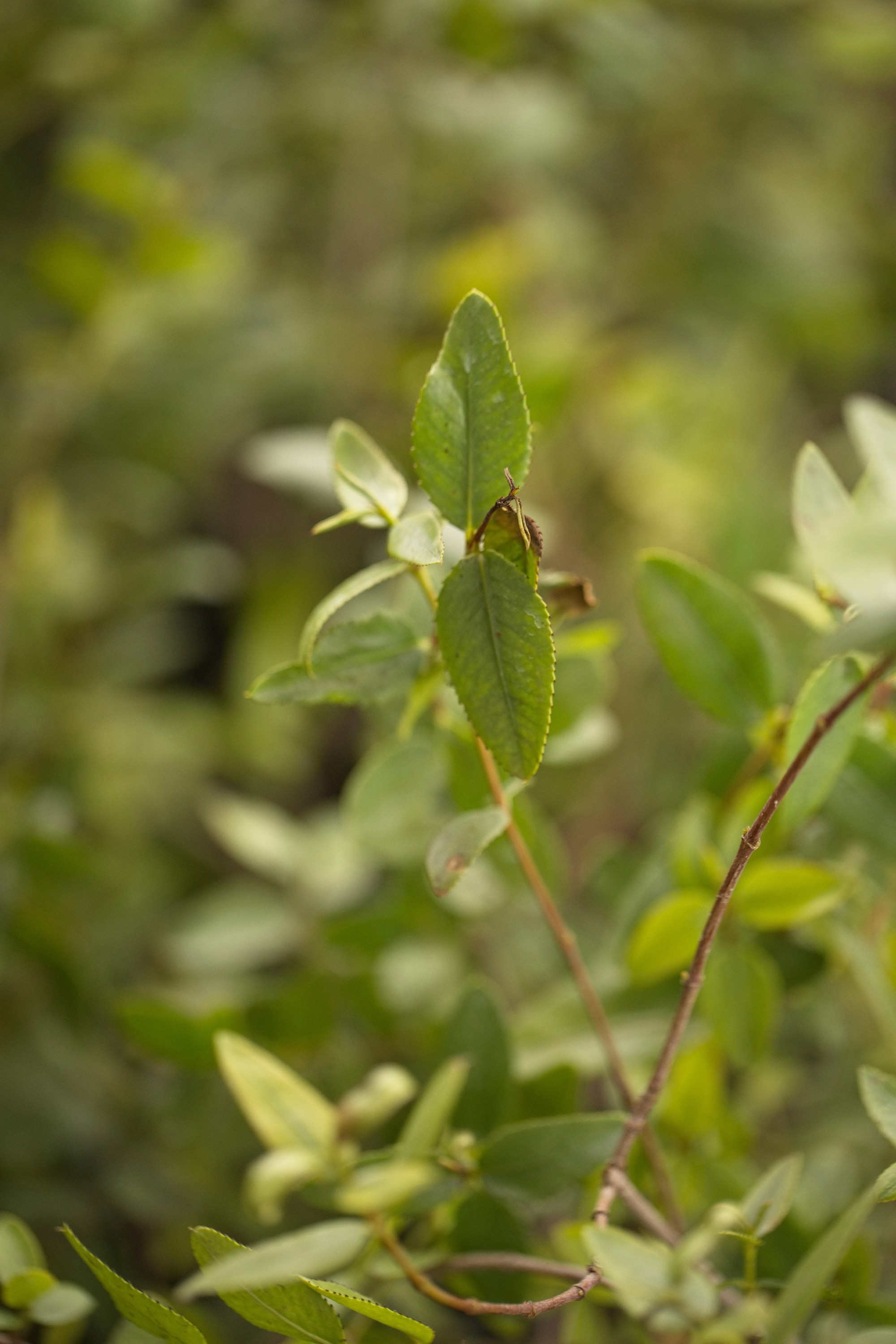 Colliguay — Colliguaja odorifera