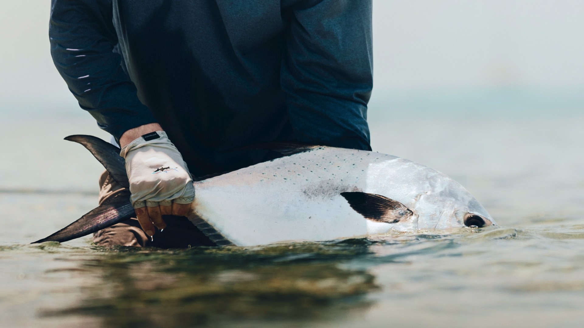 Angler holding a permit fish sideways and semi-submerged on a southern Belize flat