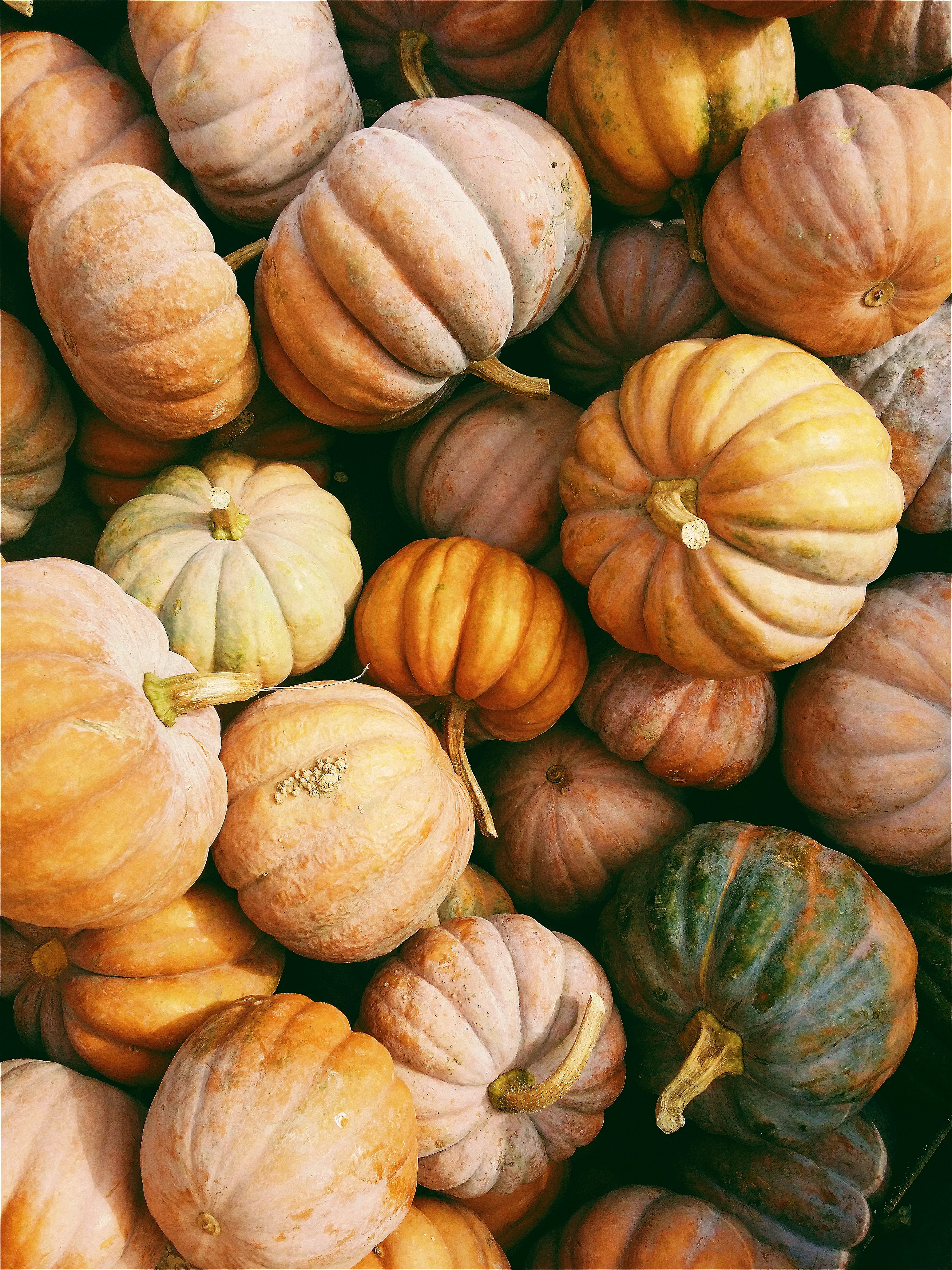 A pile of pumpkins in varied shapes and sizes