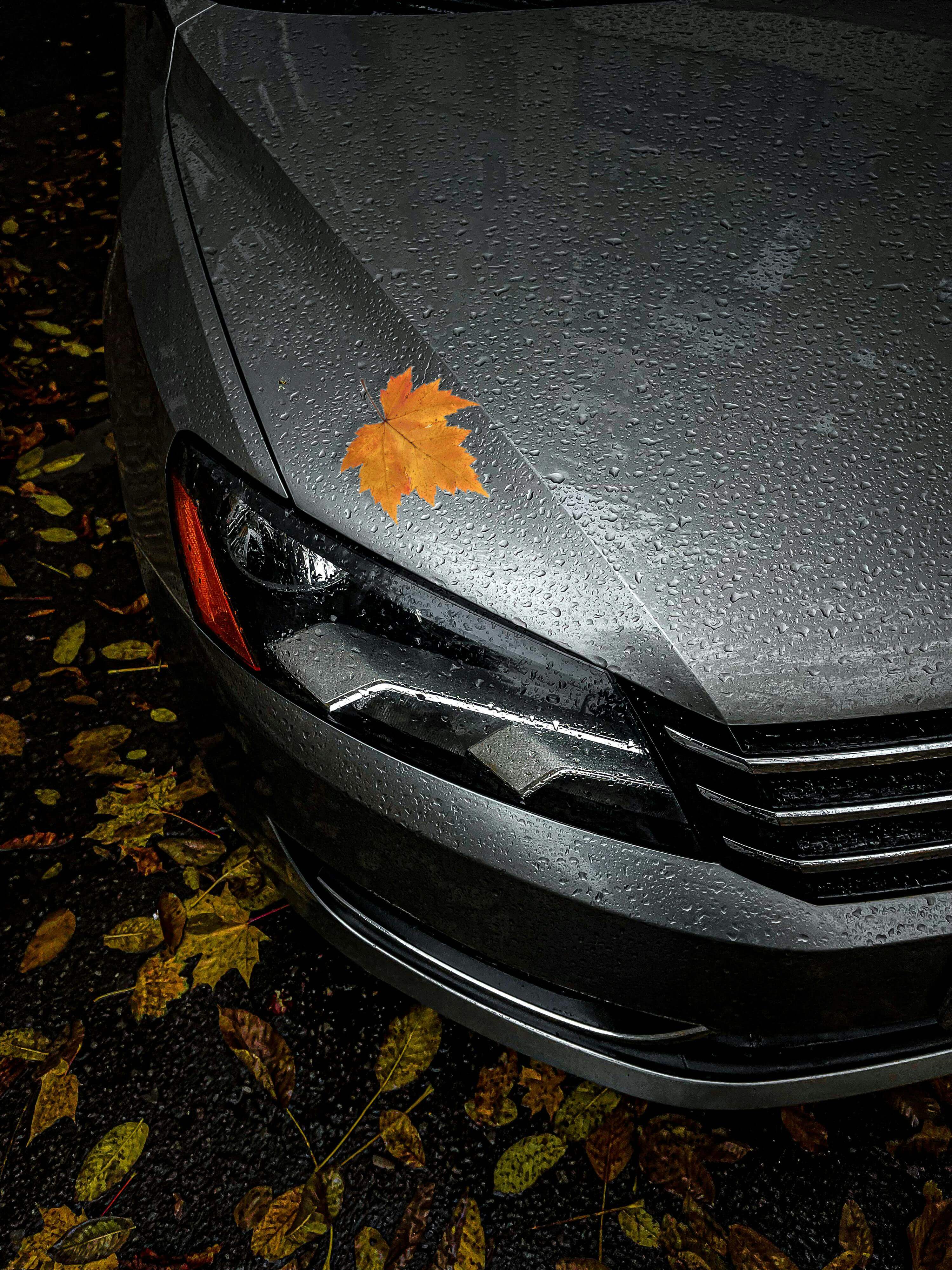 gray cars headlight with a leaf on it 