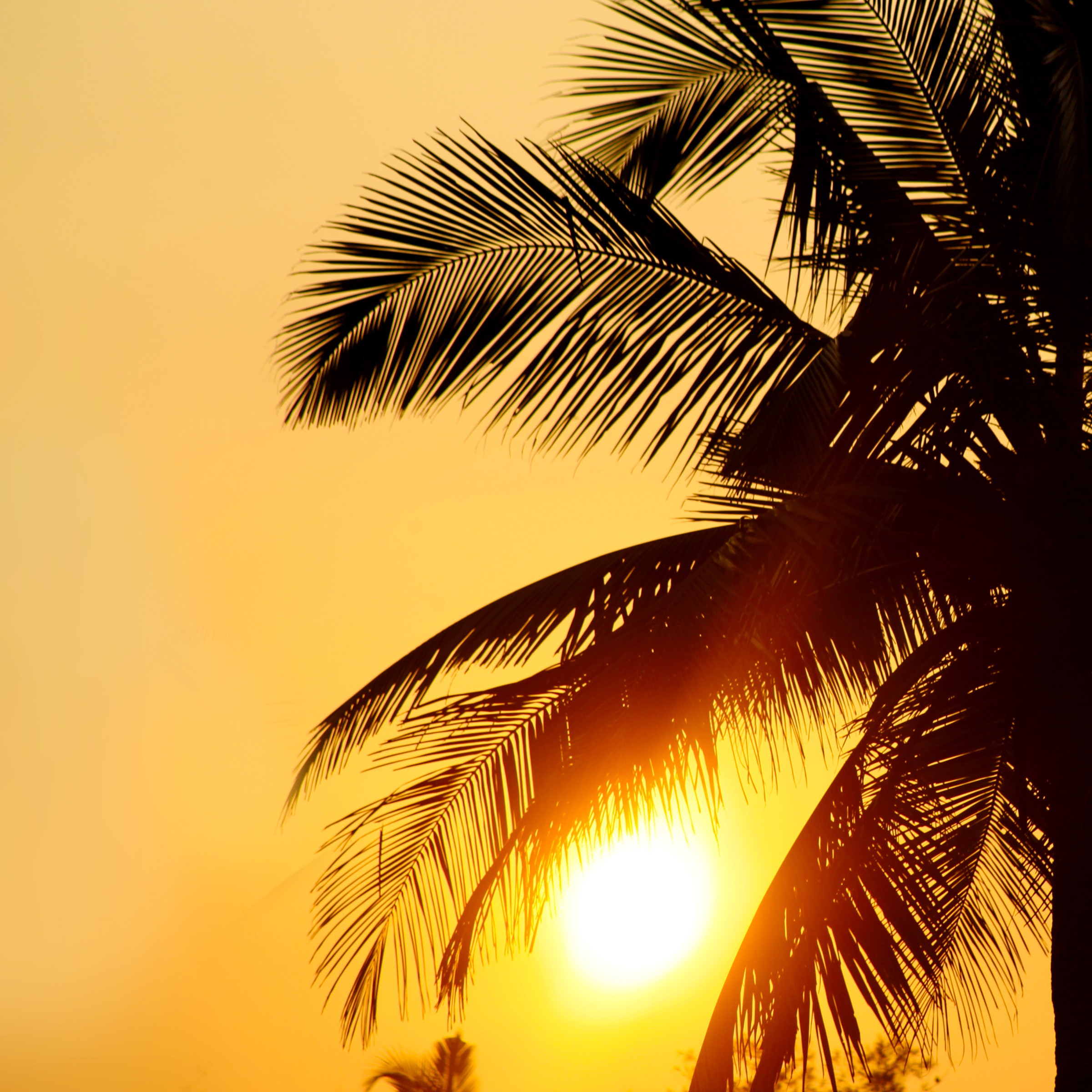 Palm Tree and Sun 