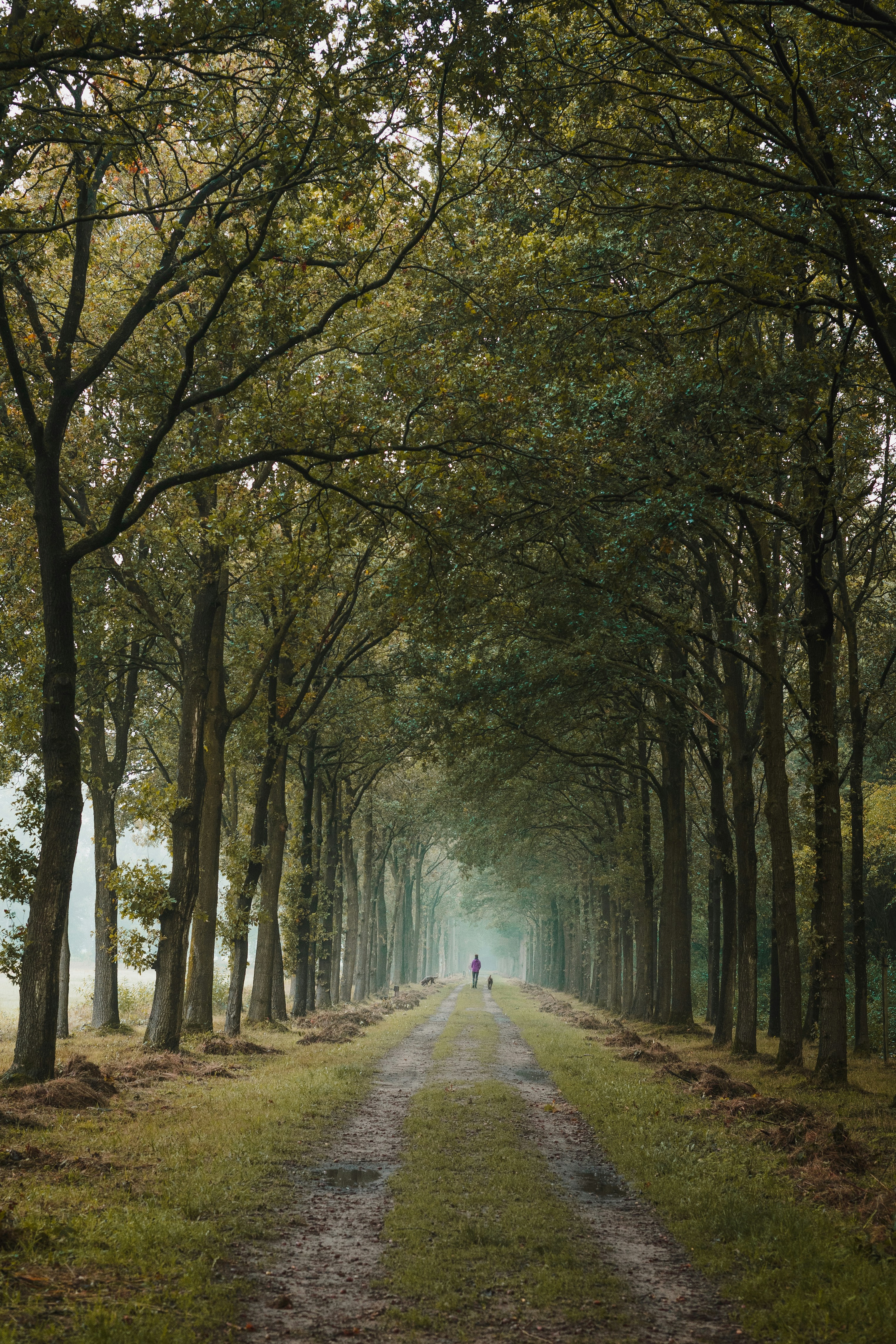 path through towering trees