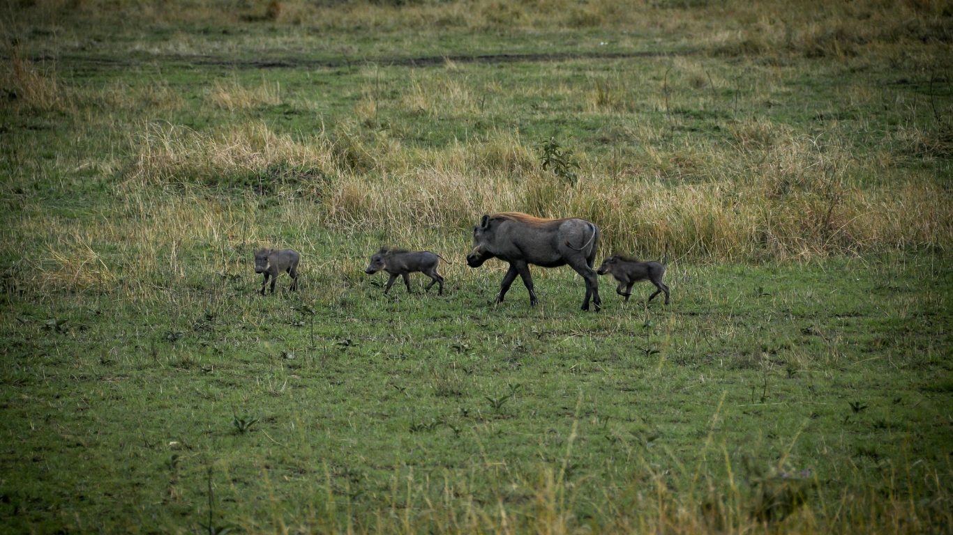 Warthog Encounters