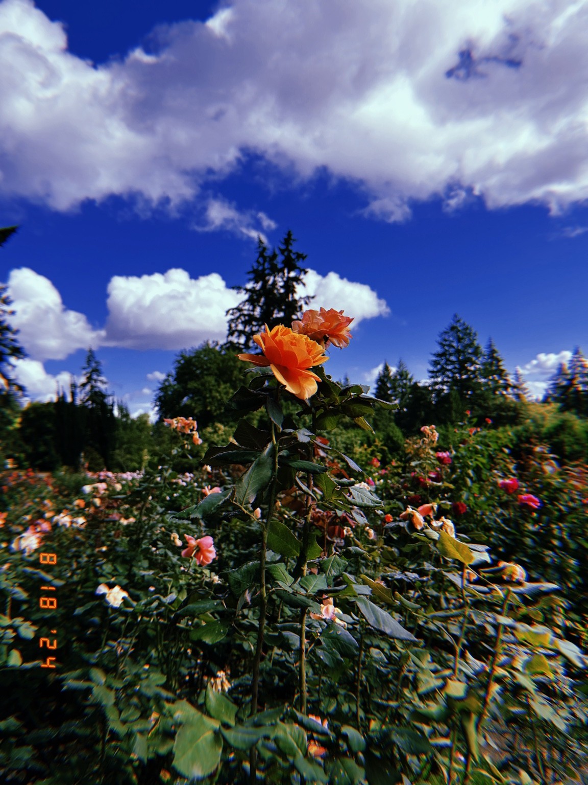 Orange flowers against a cloud-filled blue sky. Photograph by Pranjali Shah.