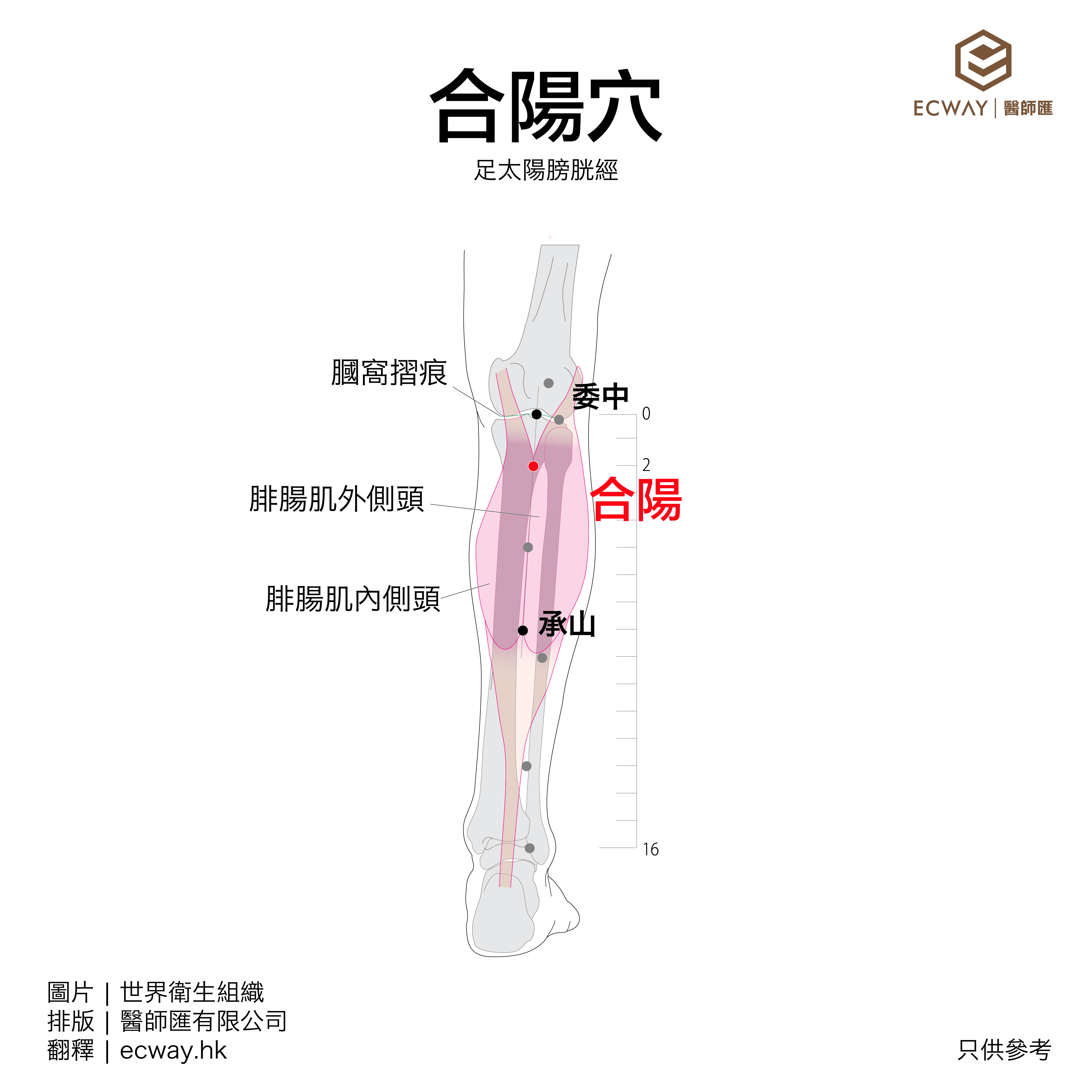 合陽穴