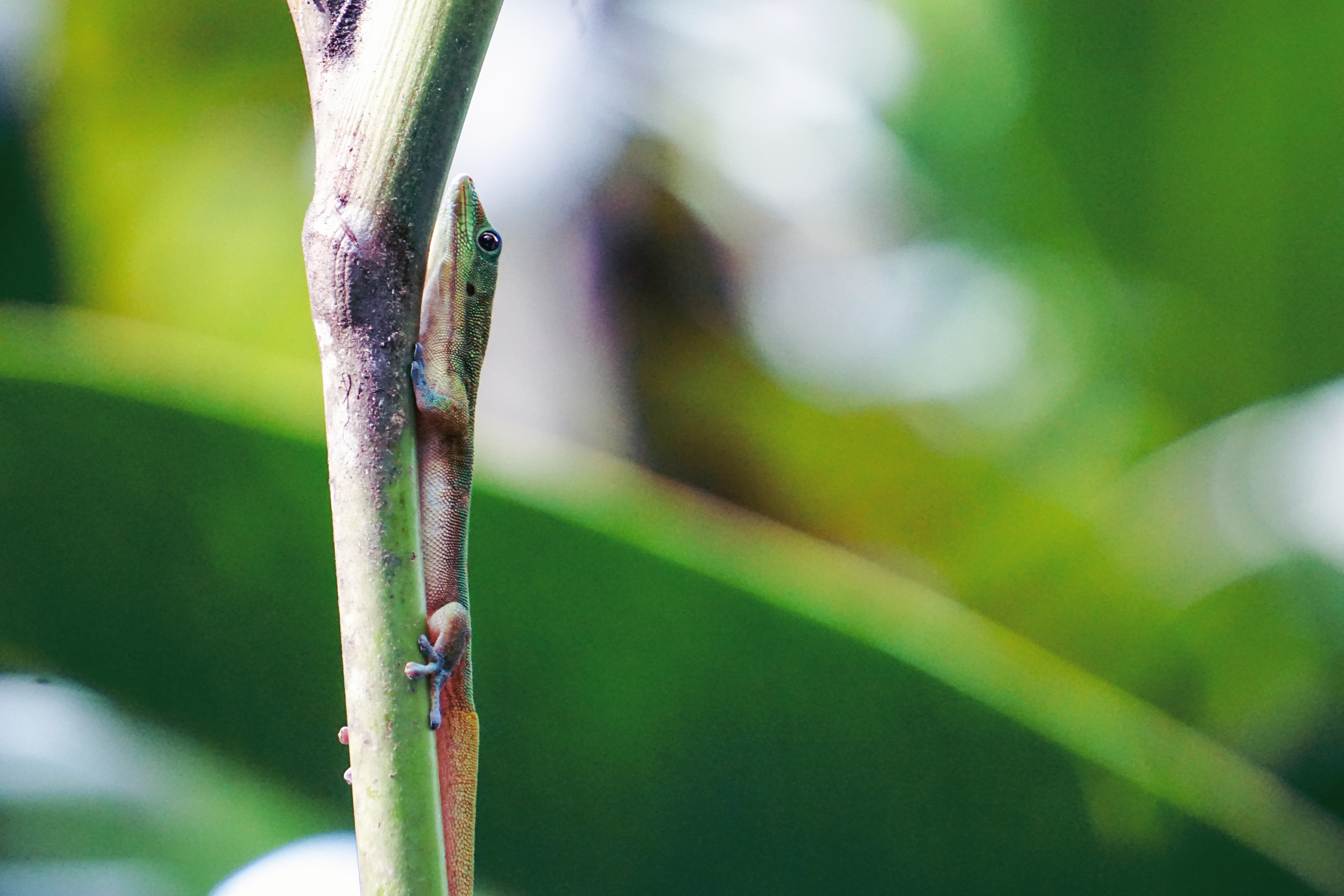 A Lizard climbing in Hawai'i