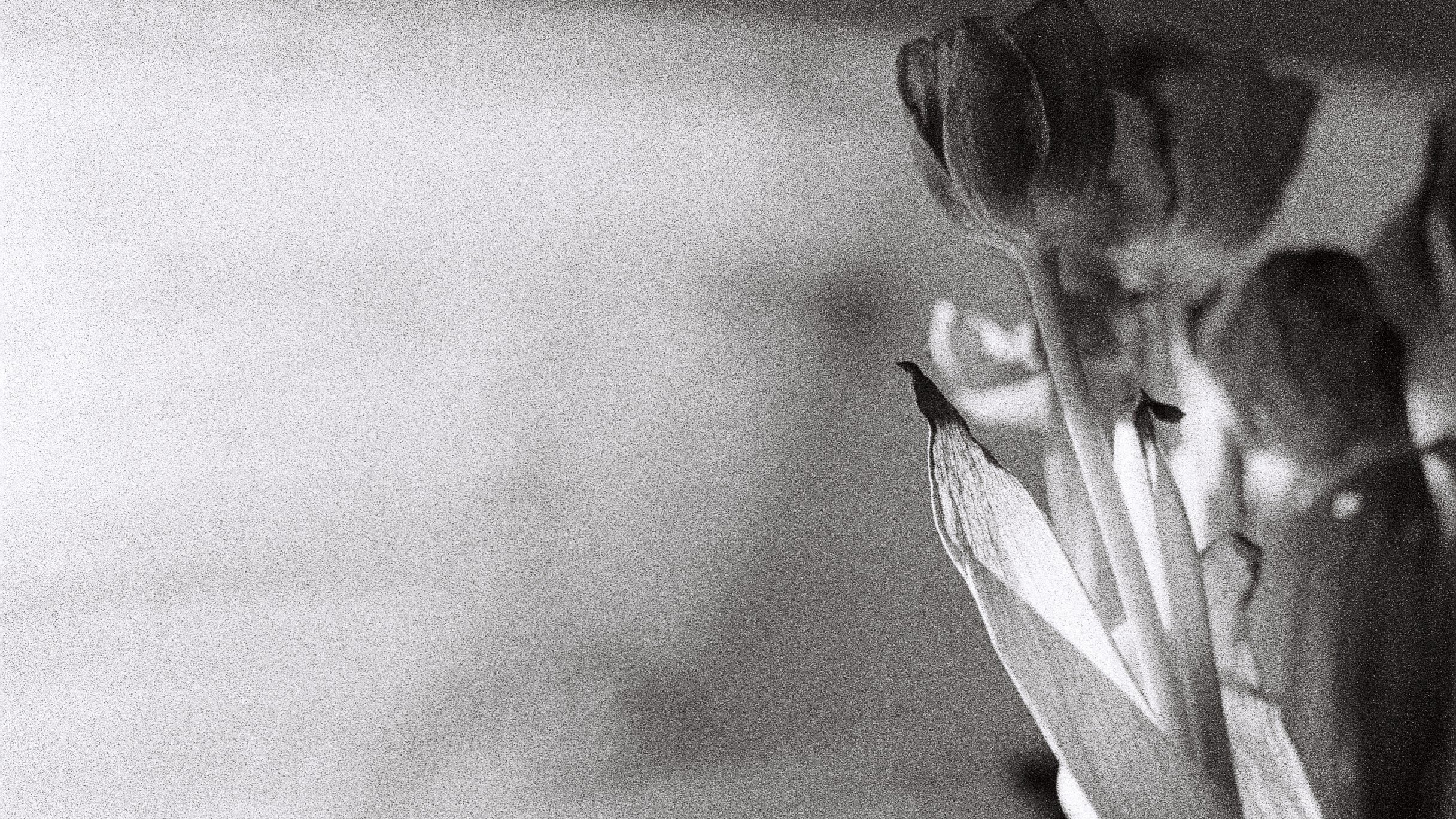 flowers in black and white