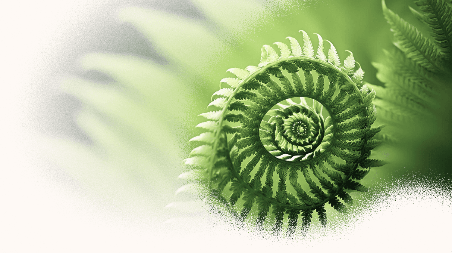 Fern branch that sprials inward