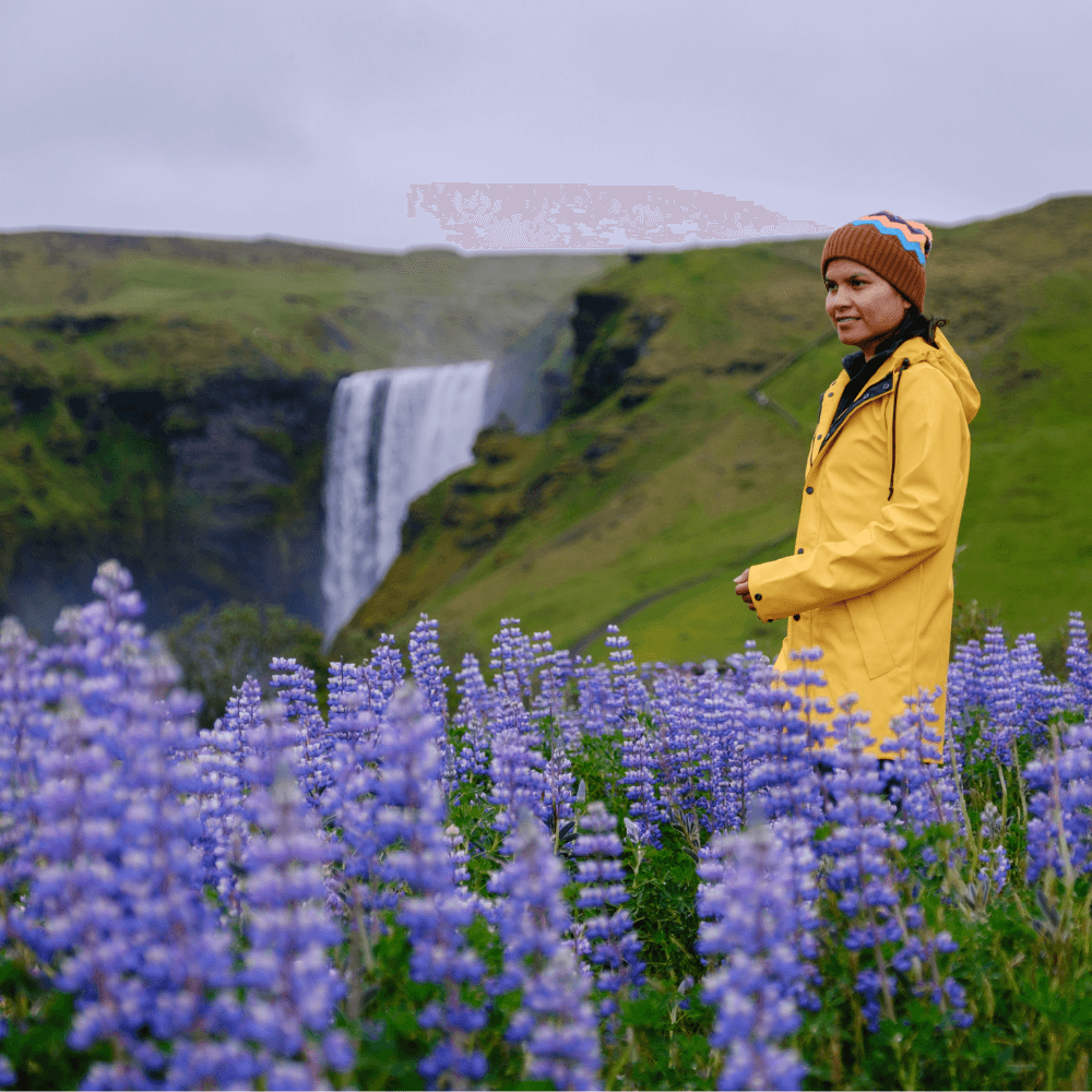 Person in yellow jacket standing in lupine field with Skógafoss waterfall in the background in South Iceland, a popular scenic stop near Vík.