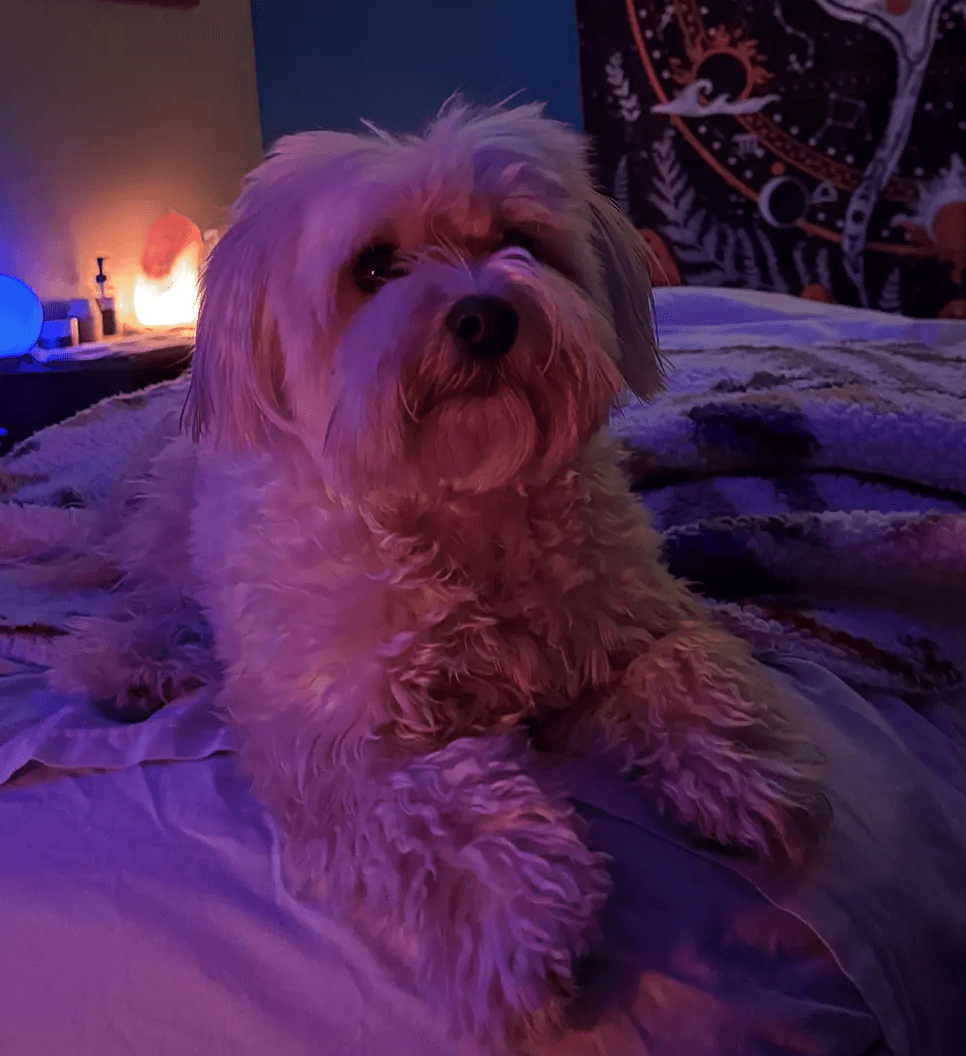 A small dog resting in the warm studio space
