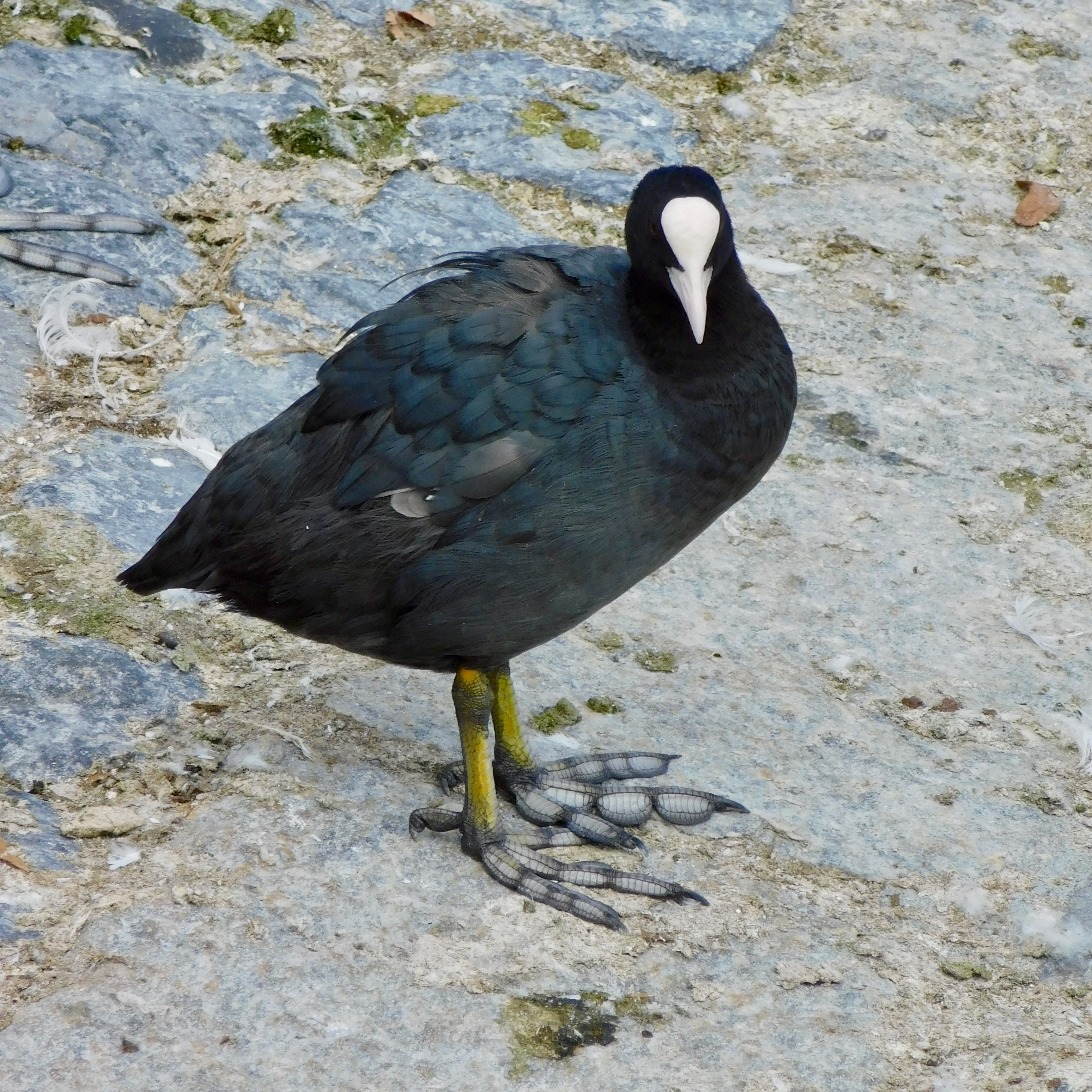 Eurasian Coot