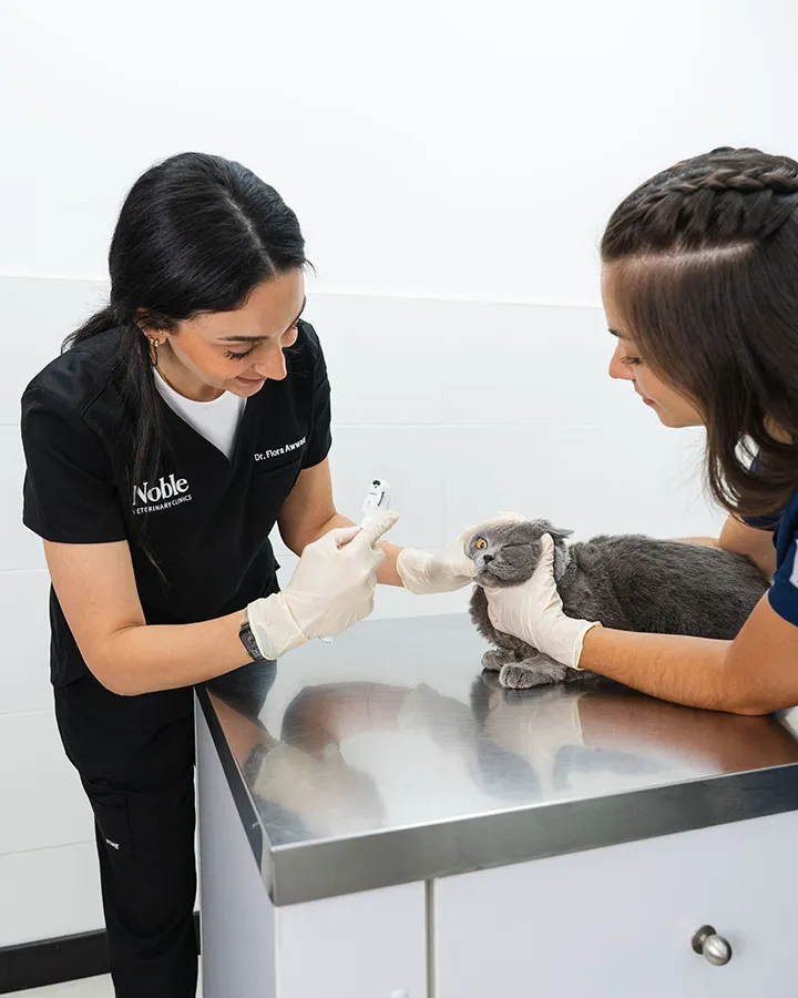 A veterinarian is checking a cat's eye while another vet keeps the cat steady.