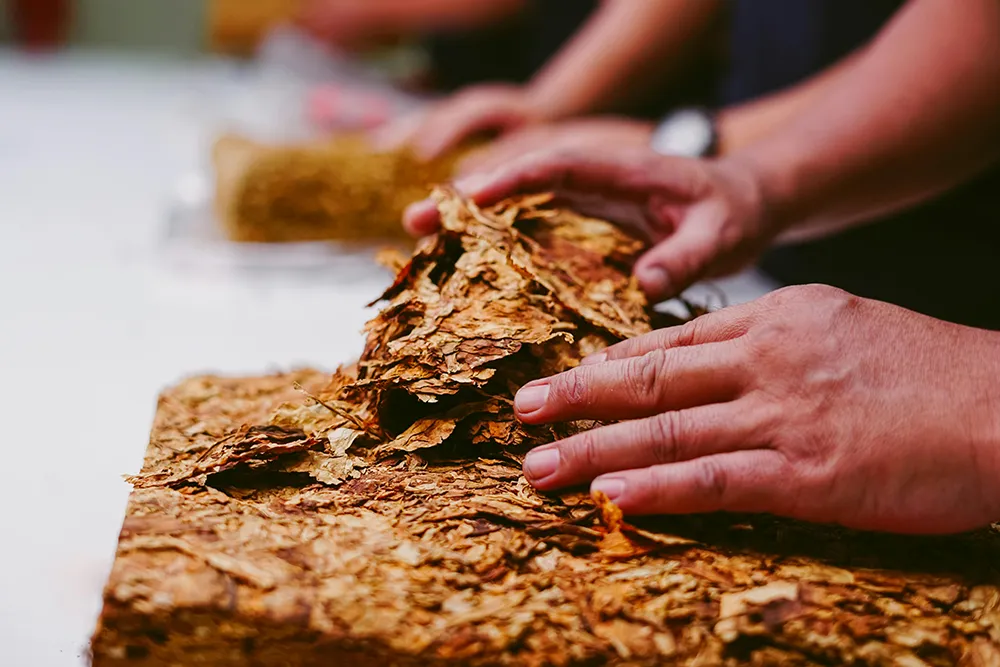 Image of hands handcrafting cigarettes.