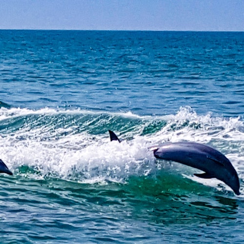 Dolphin Exploration Cruise
