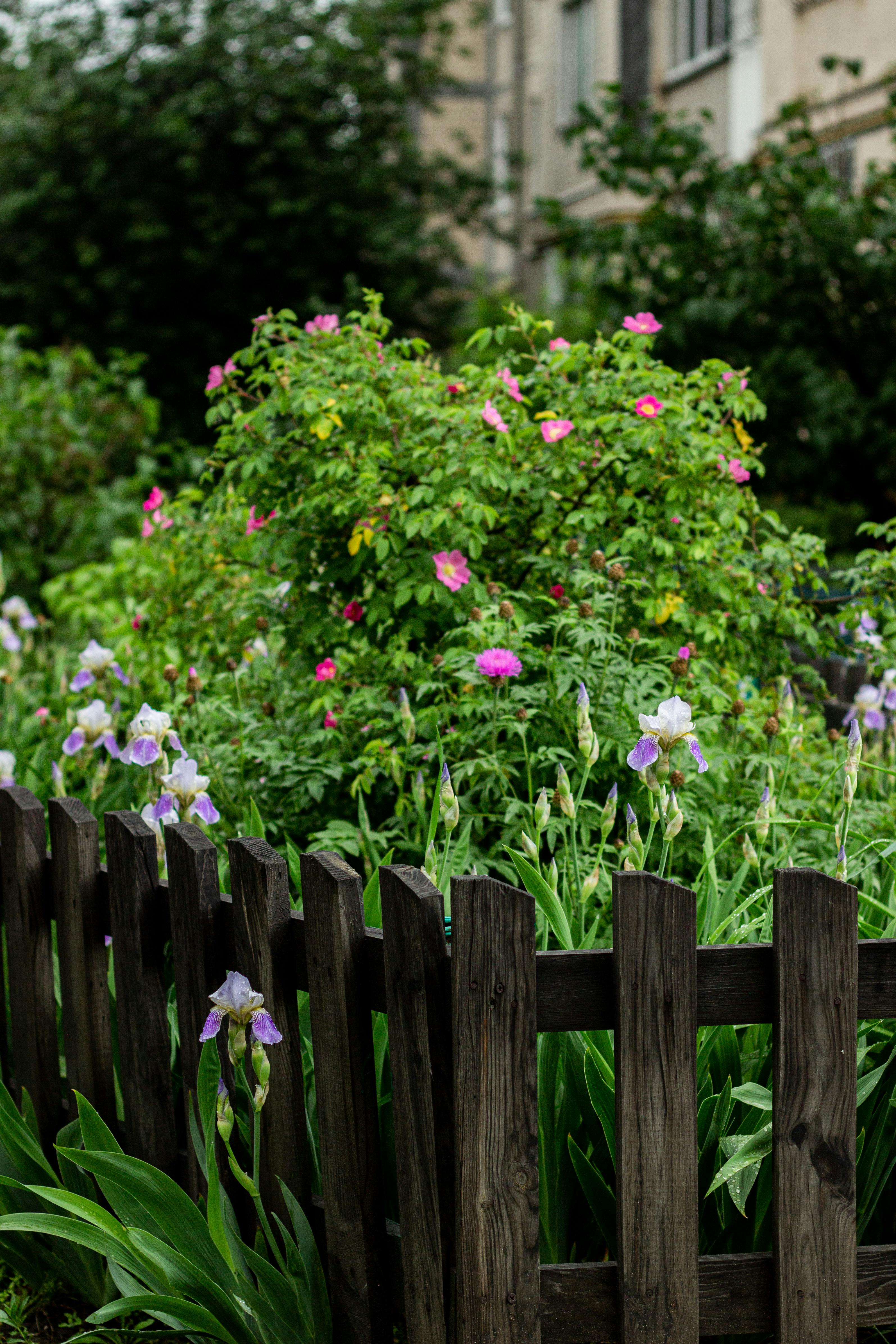 En grön trädgård med buskar och blommor