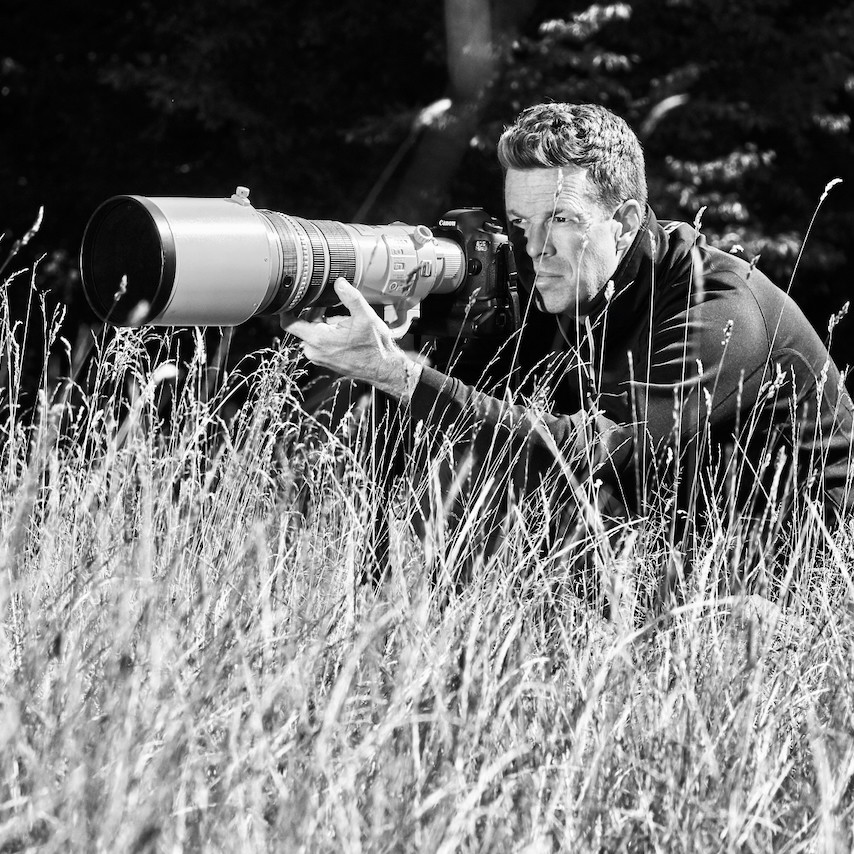 bare tree illustration