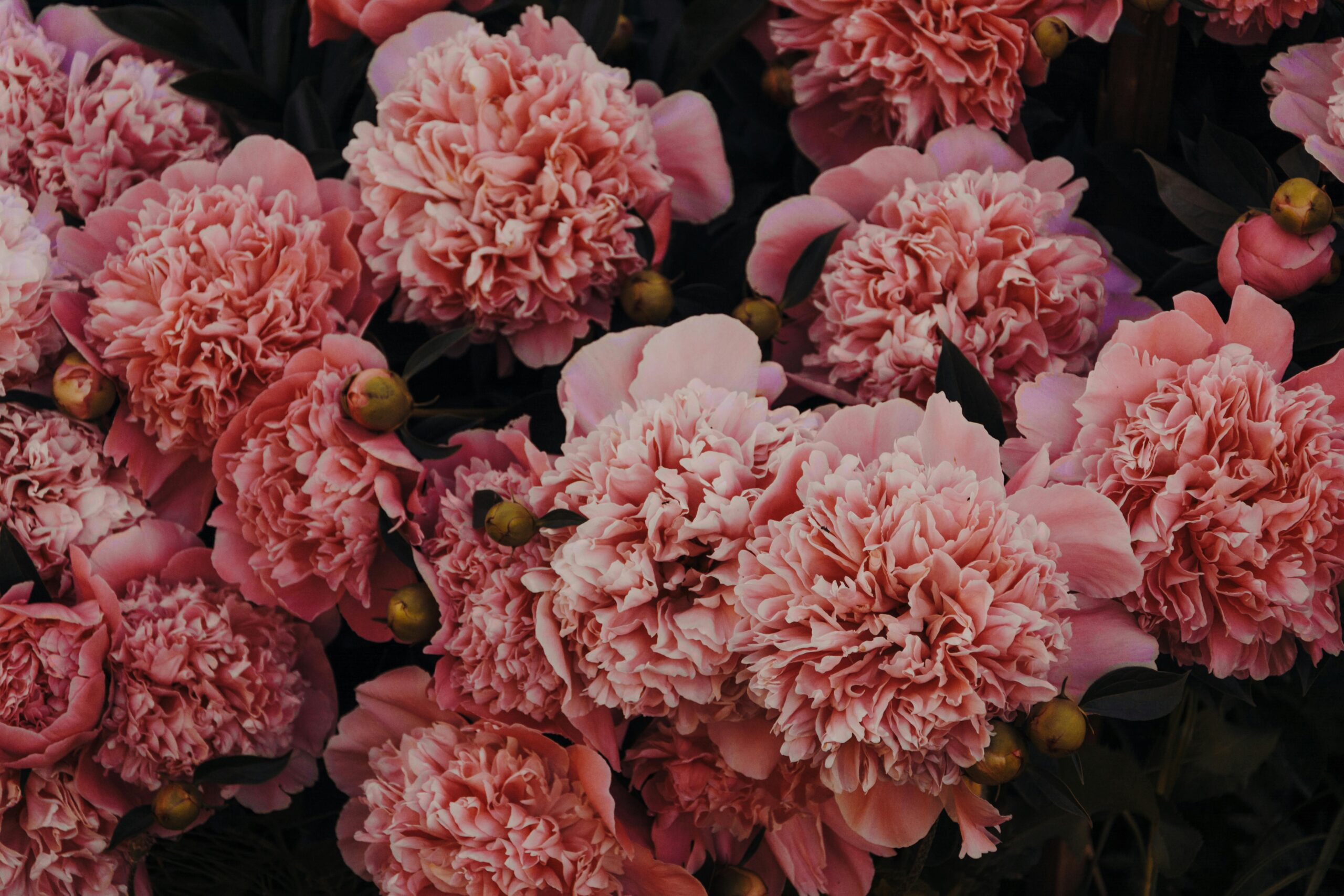 Ranunculus and roses as an alternative to peonies