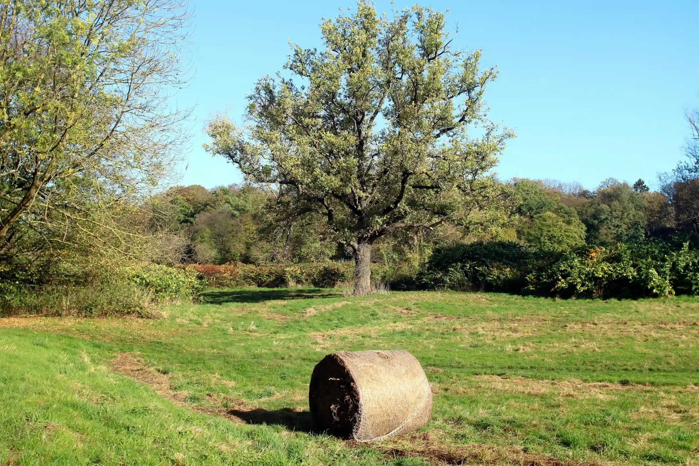 Leverkusen-Opladen, Feldlandschaft mit Solitärbaum