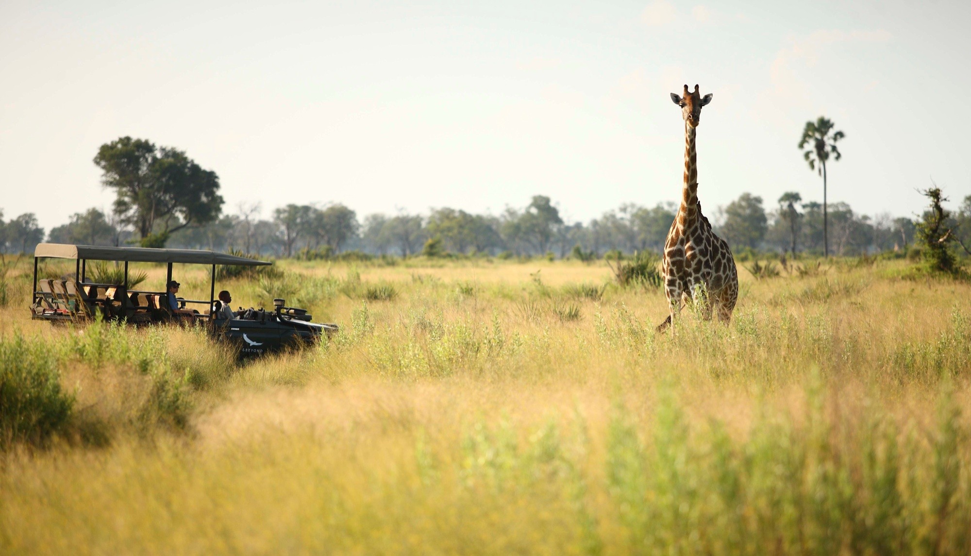 A game-drive vehicle pausing as a giraffe crosses the golden grass
