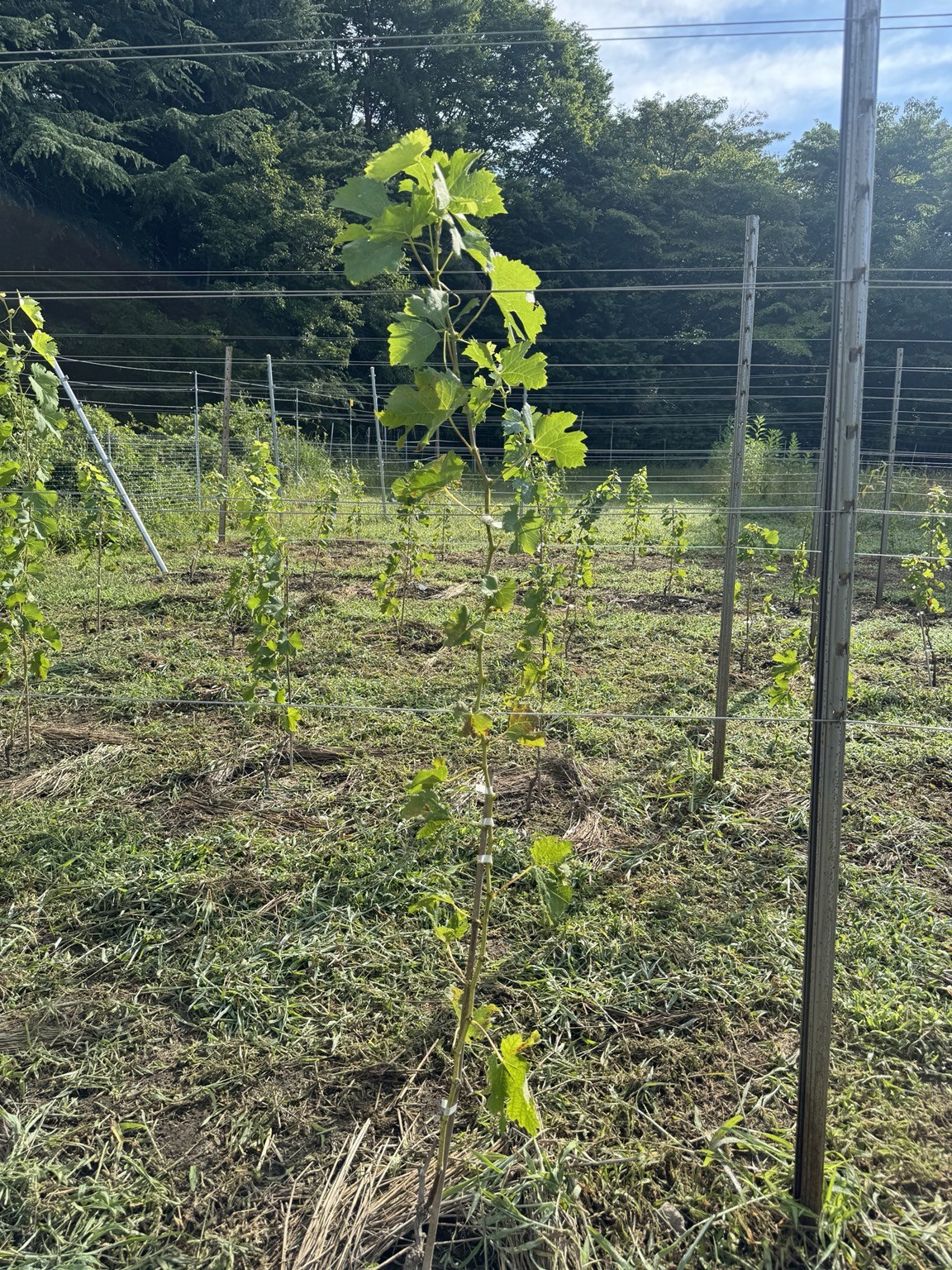 光を受けて葉を広げる葡萄。