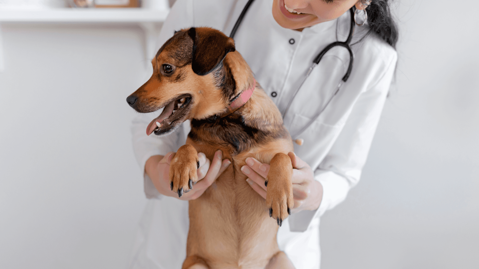 How Multi-Clinic Vet Groups Are Standardising Documentation With AI