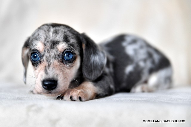 smooth blue and tan dapple dachshund puppy female