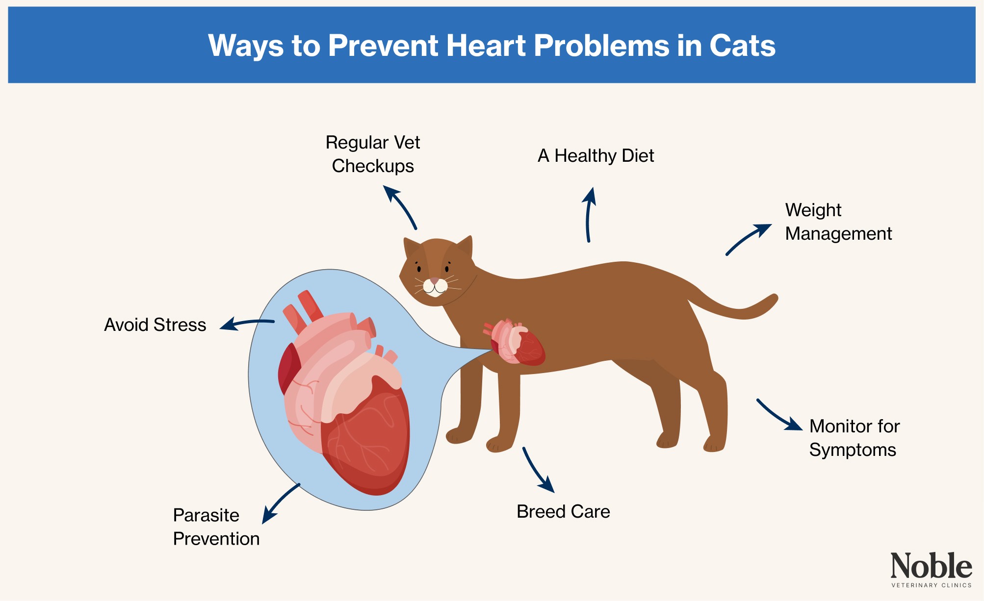 An infographic showing the many ways to prevent heart problems in cats.