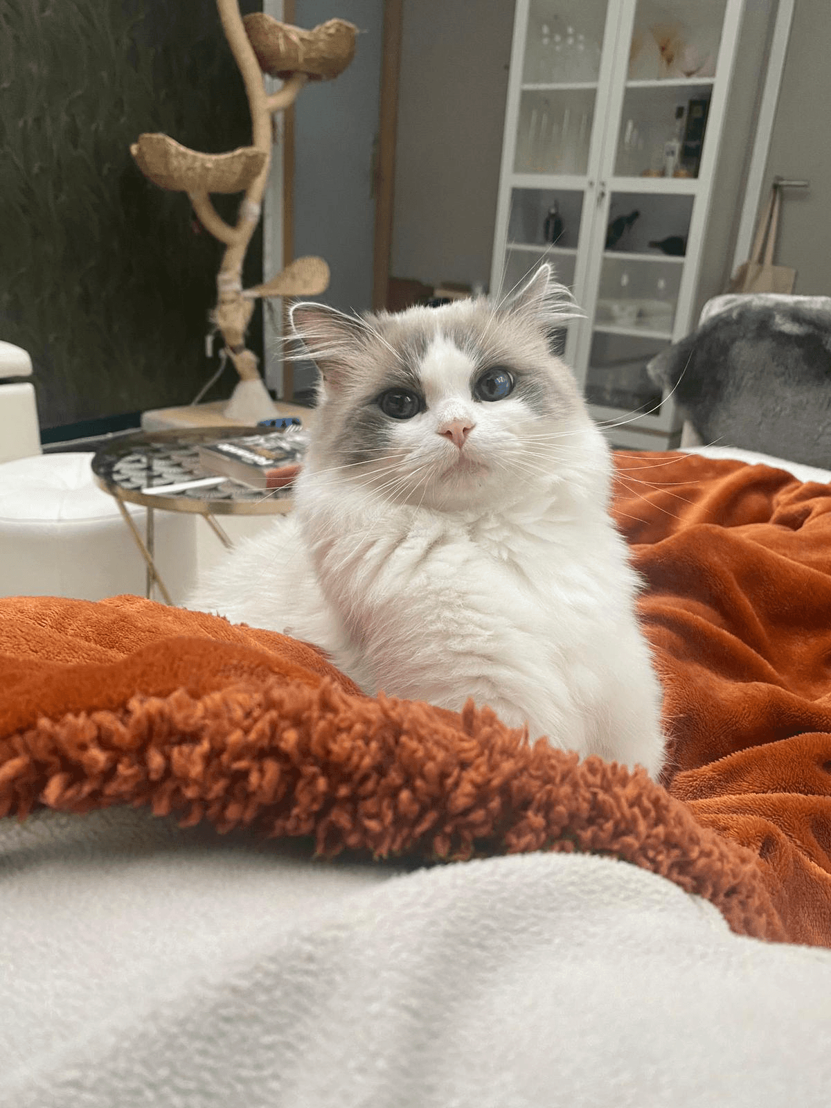 Sunny Grand — Seal bicolour, international champion