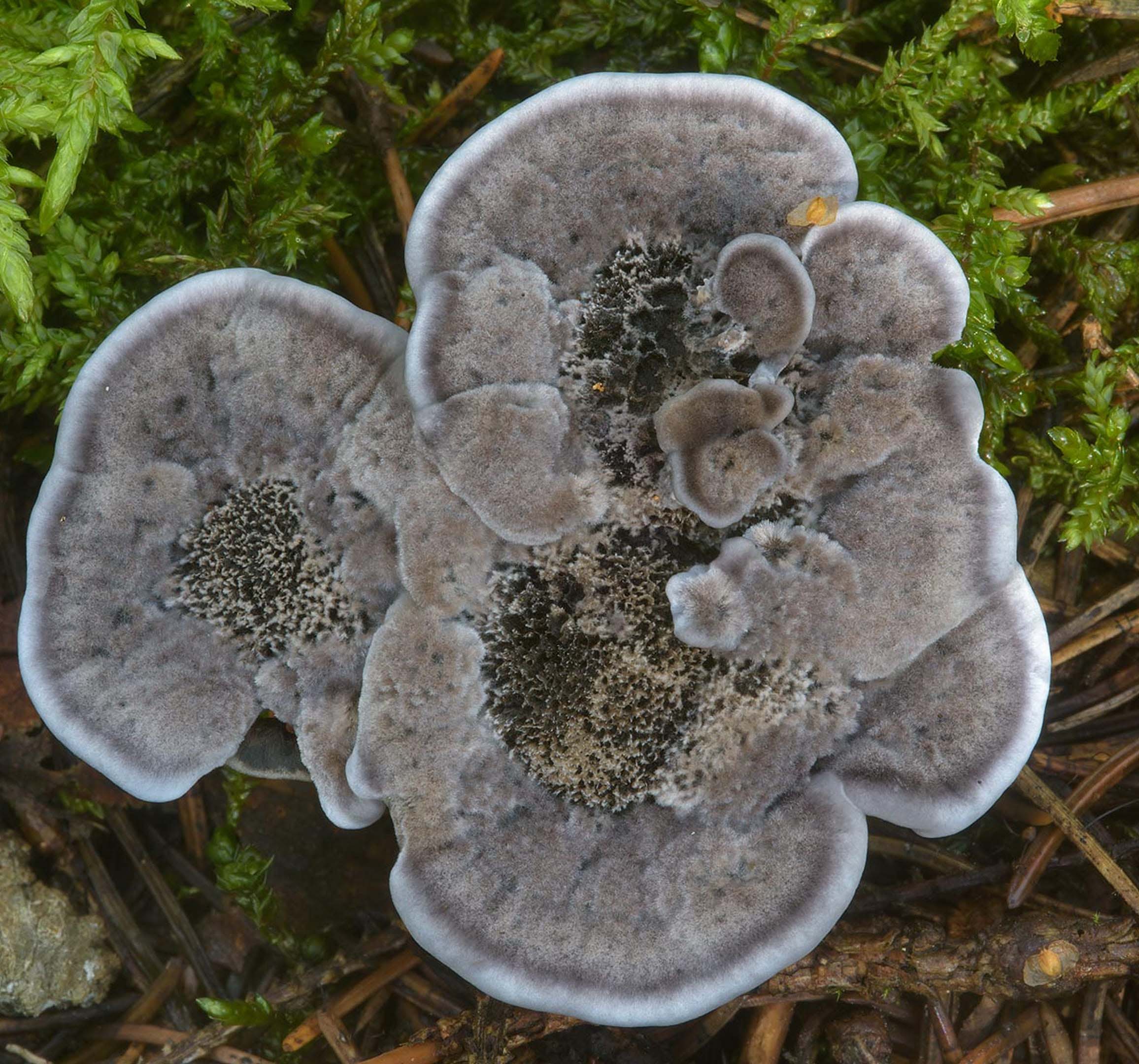 mushroom texture