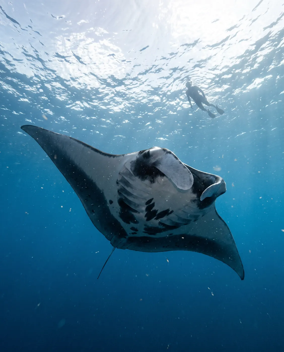 Snorkel with mantas