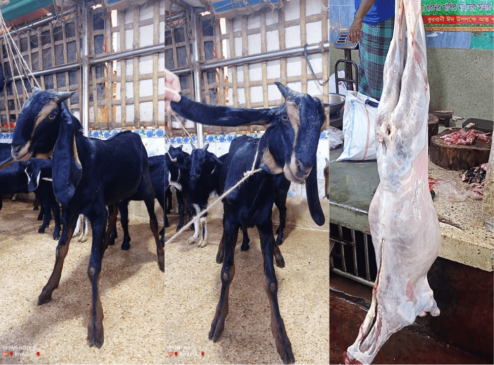 Qurbani
