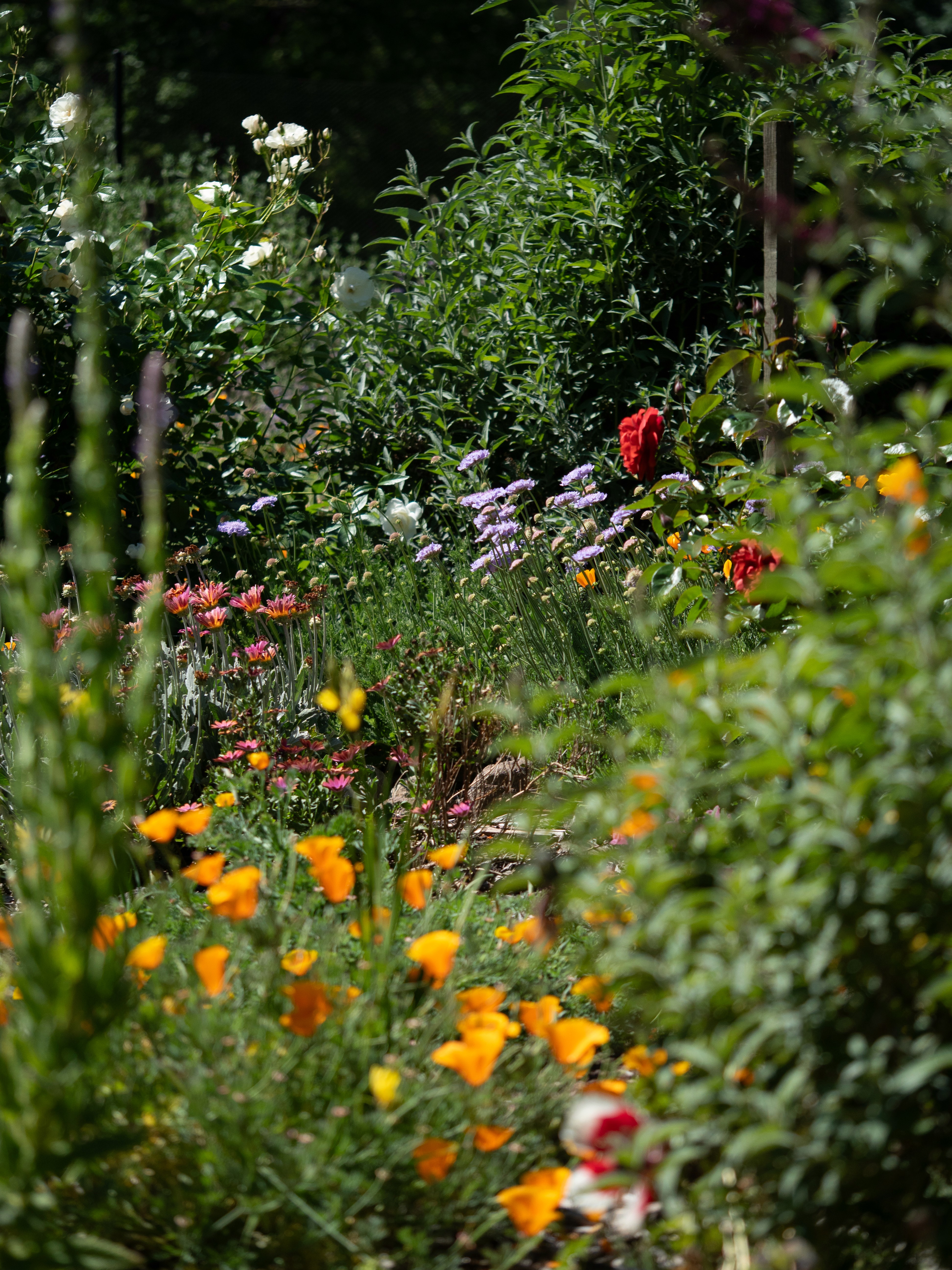 Another photograph of the polycultre and perennial plants in the flower farm.