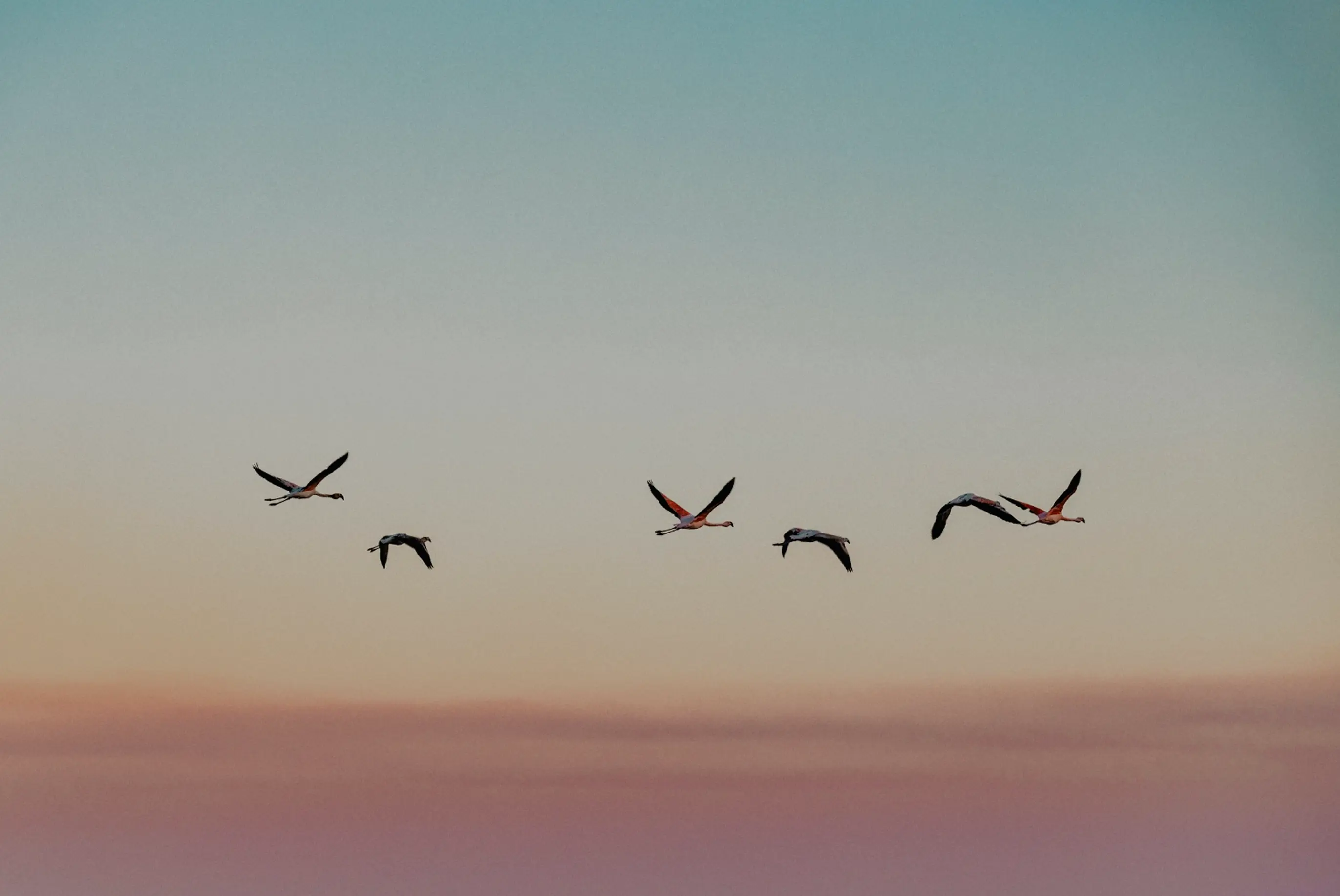 Oiseaux en vol dans un ciel aux teintes dorées, évoquant la liberté et l'espoir d'un nouveau départ