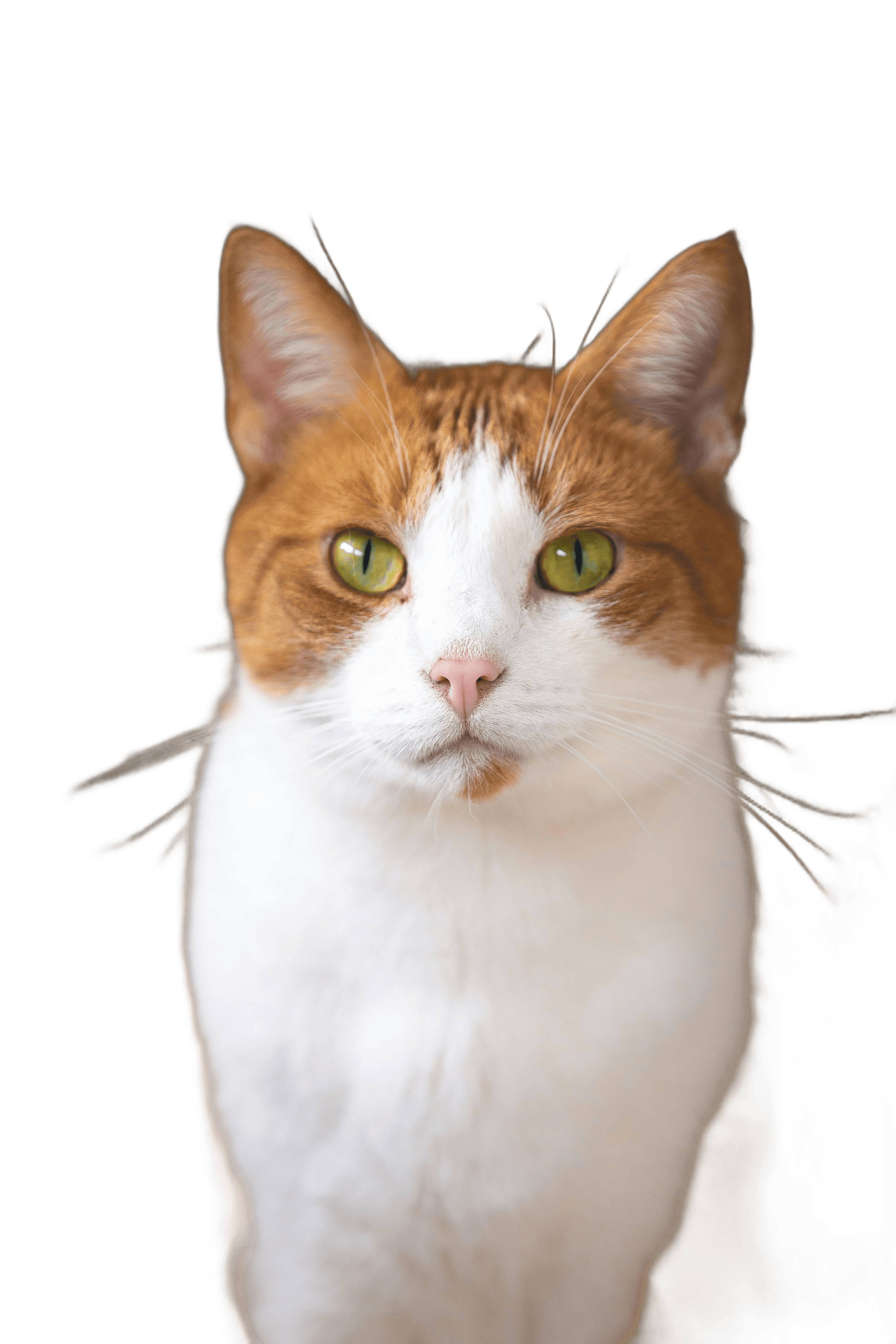 short-haired white and brown cat