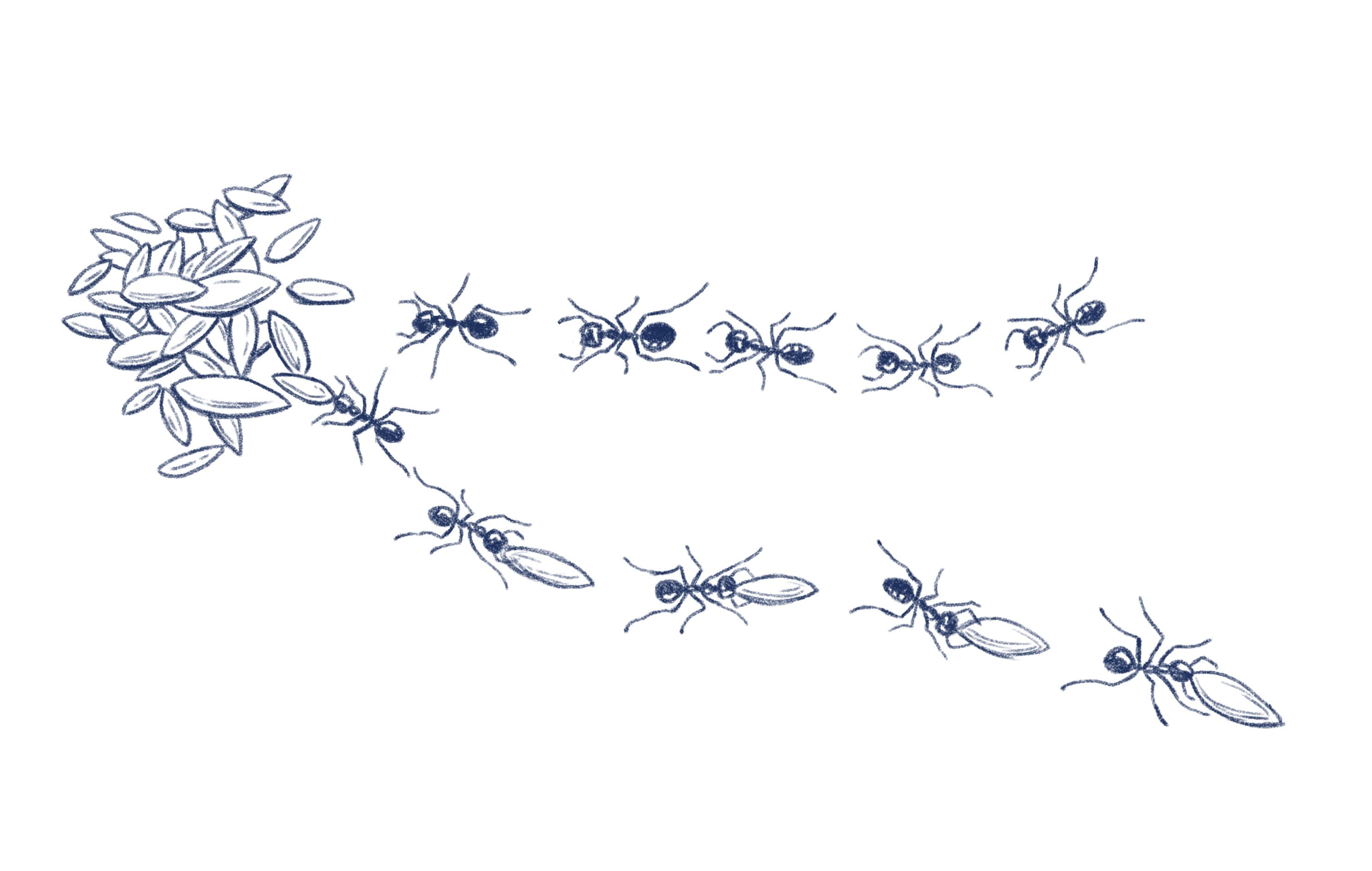 Ameisen transportieren Essen, Grafik. Fleißige Insekten beim Tragen von Körnern. Illustration.