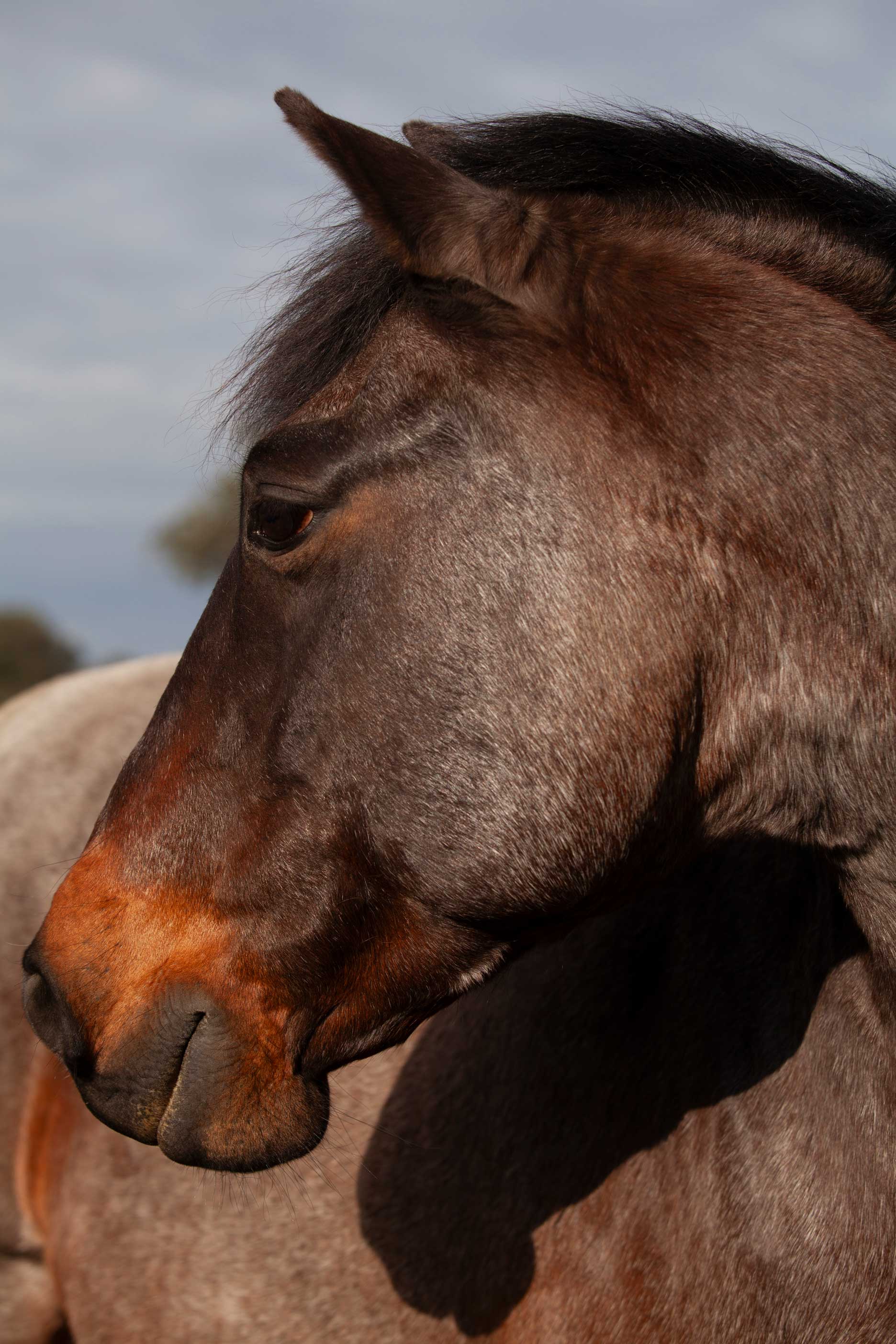 Caballo marrón implicado en procesos de coaching asistido con caballos