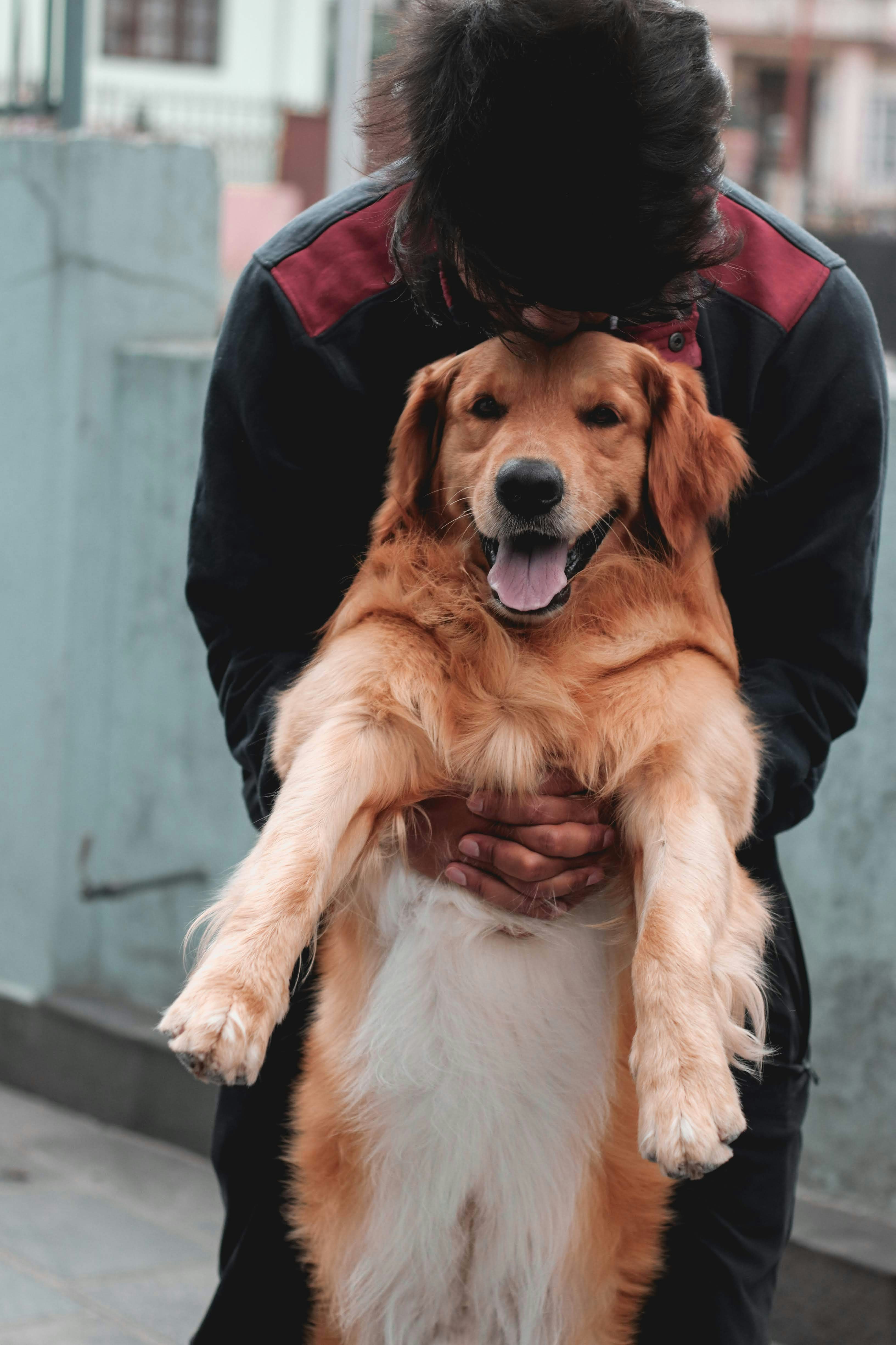 conscious dog parent choosing understanding over dominance with snout gentle methods