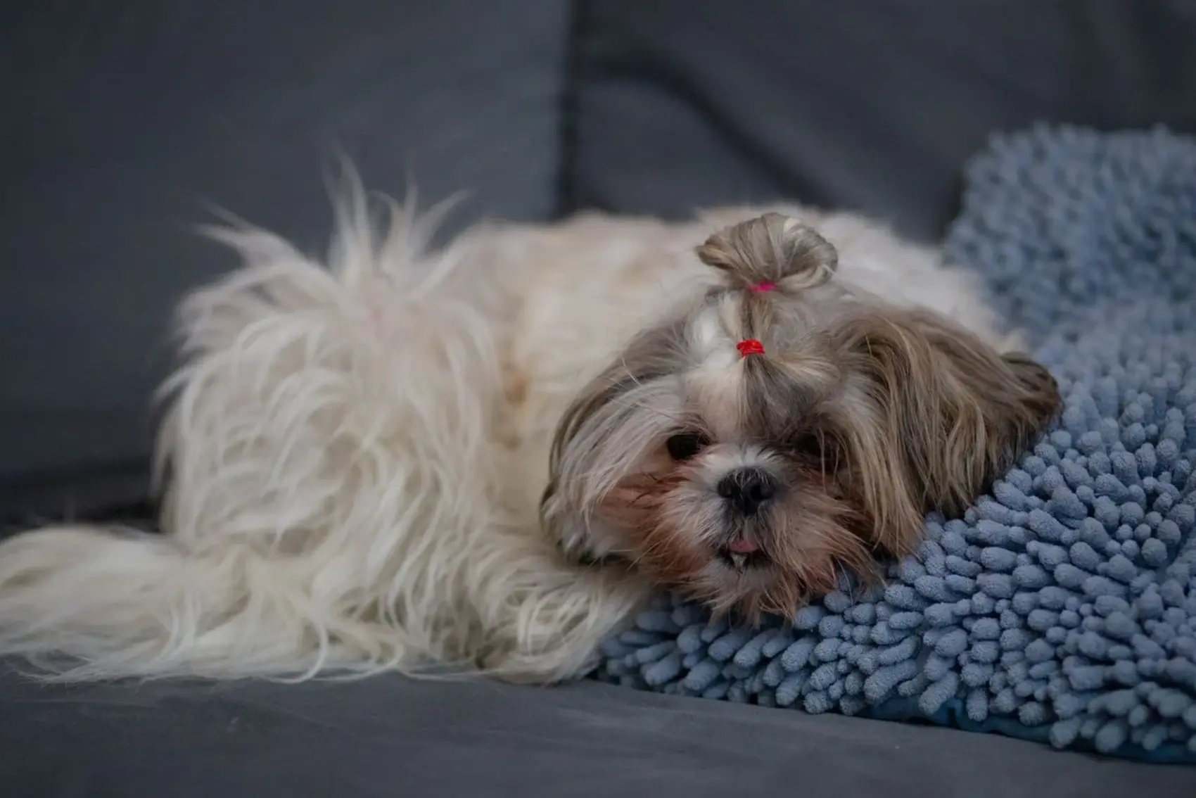 A Shih Tzu is resting on a gray cough and blue pillow. 