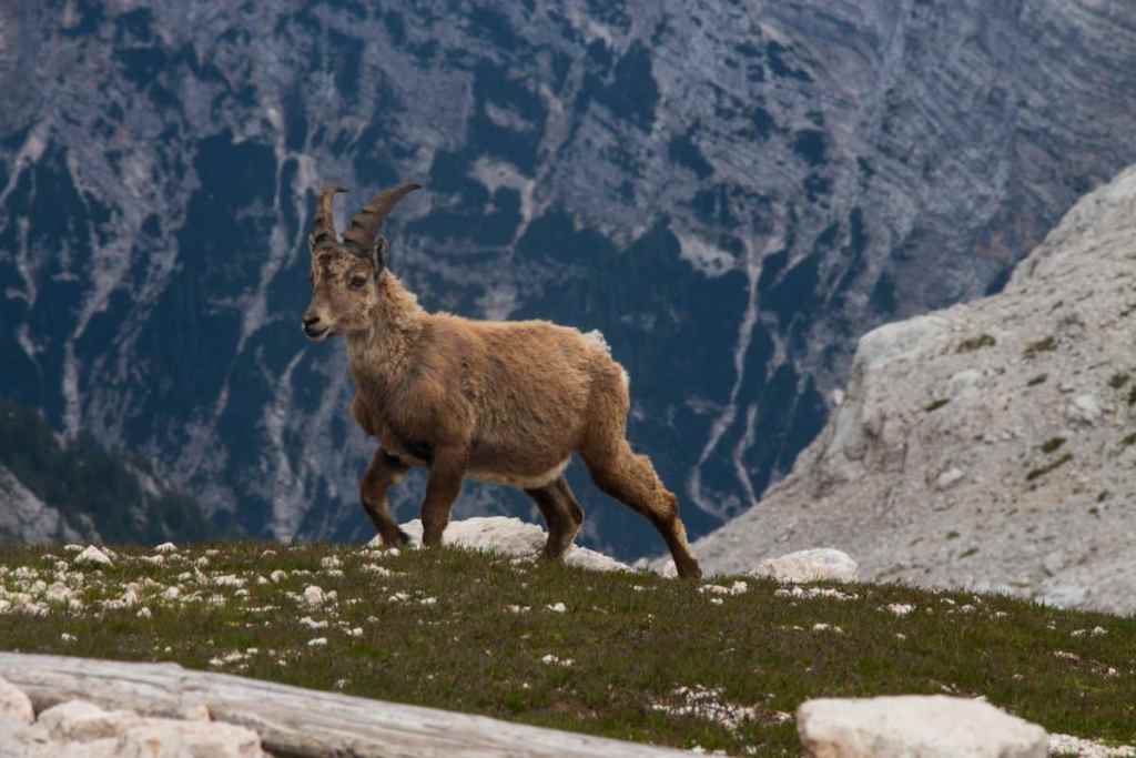 mountain goat, triglav national park