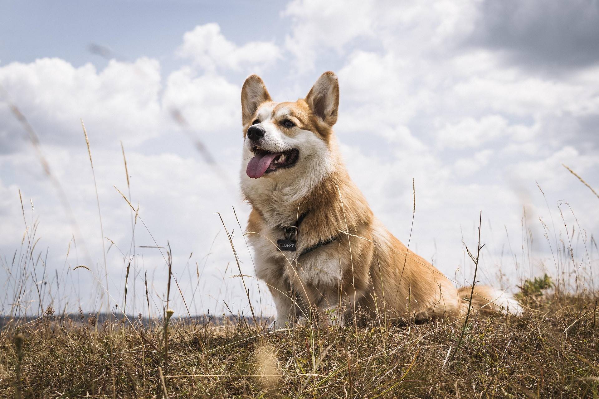 Corgi Physical Characteristics