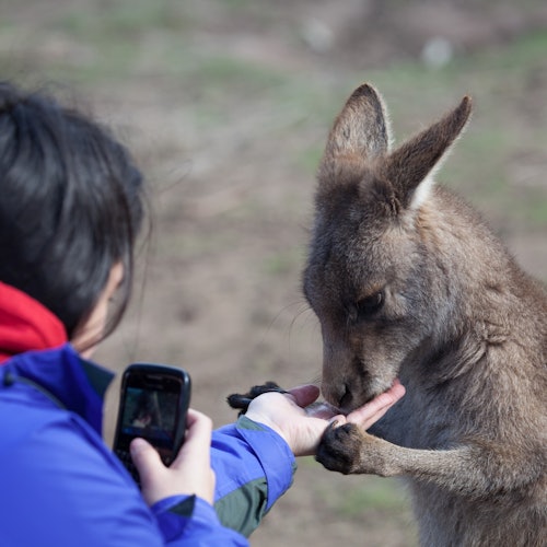 在一个模糊的背景下，一位游客正在户外用相机拍照的同时，用手喂袋鼠。