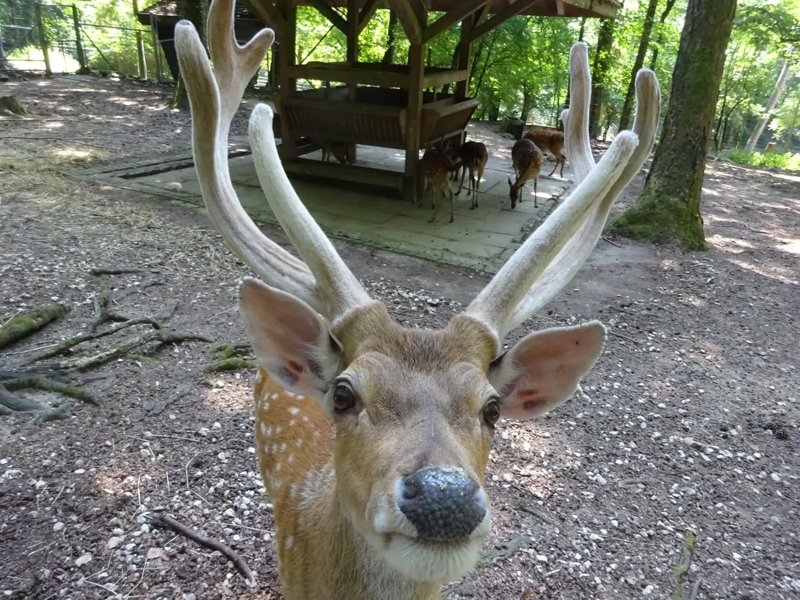 Sikahirsch im Tierpark Biel